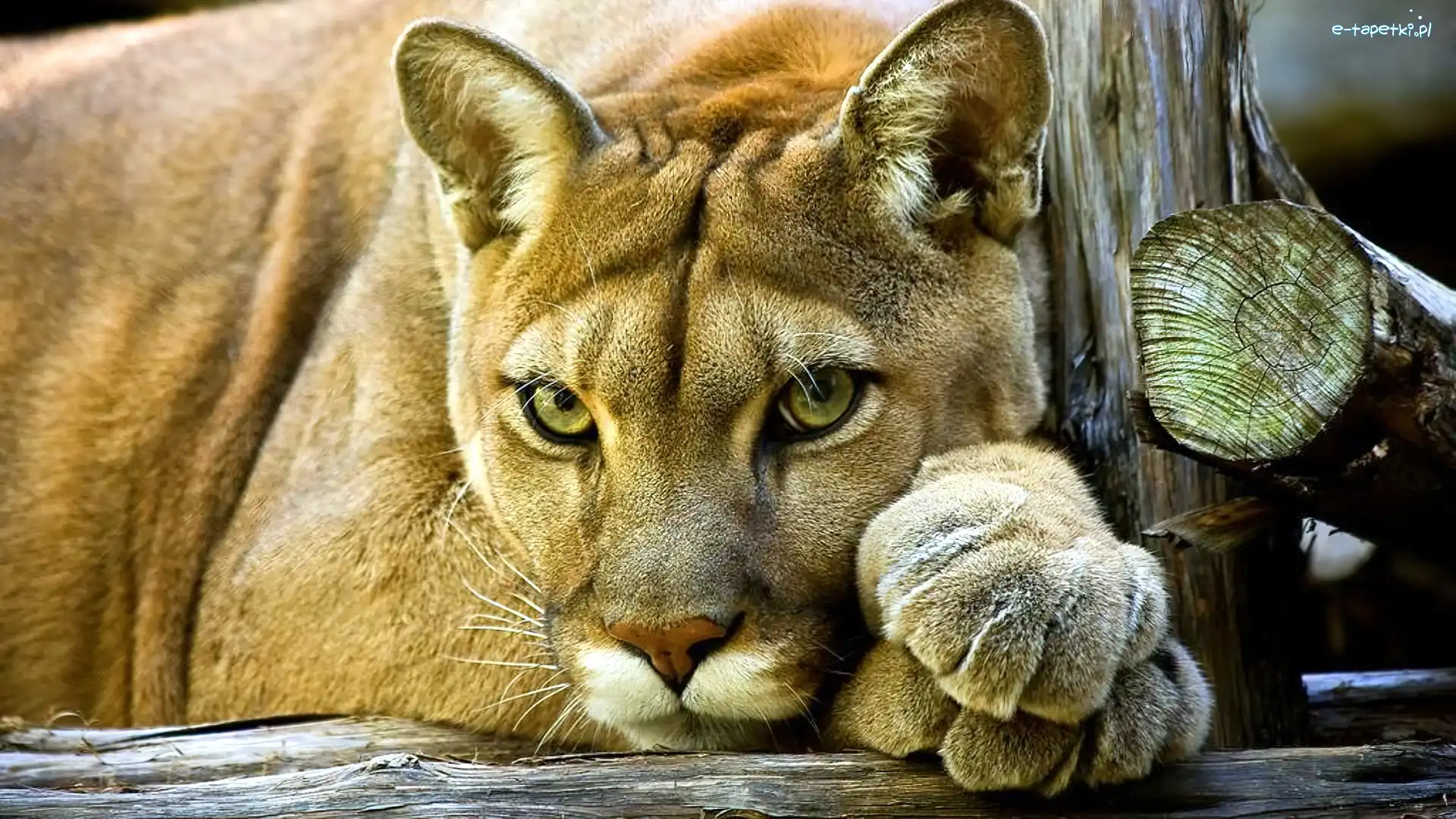 Kot, Puma