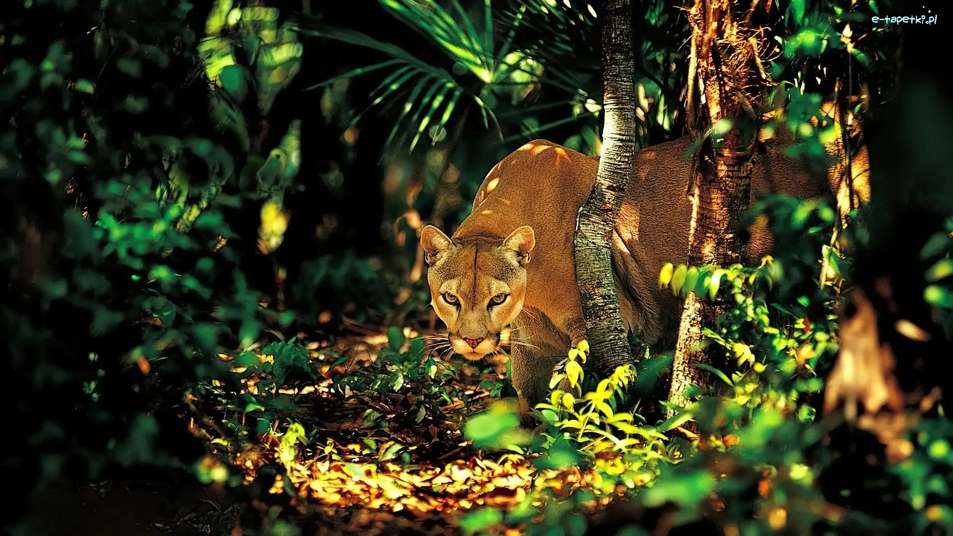 Dżungla, Puma