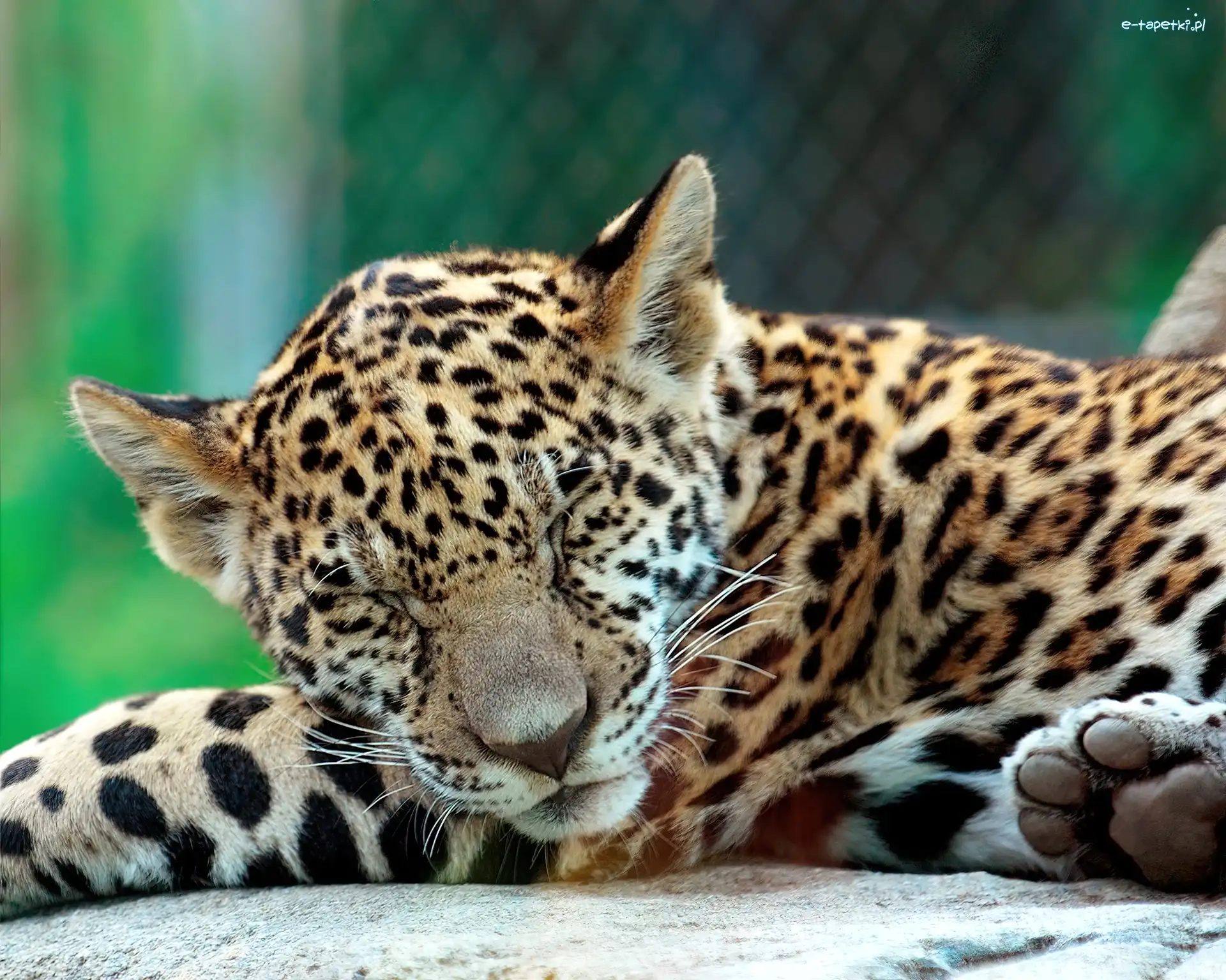 Jaguar, Mały