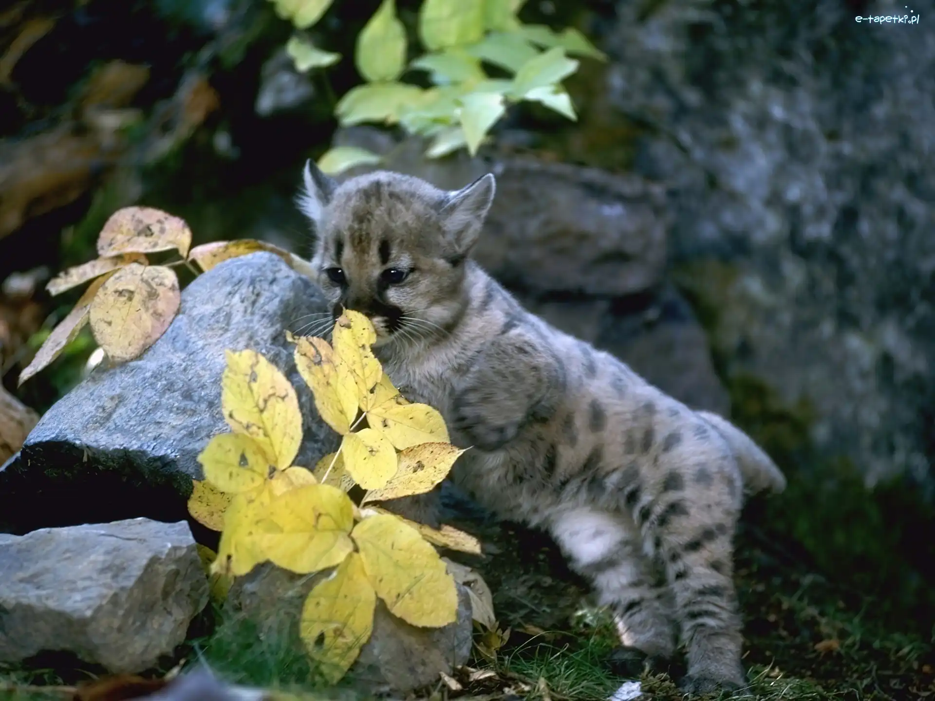 Puma, Liście, Skały, Mała