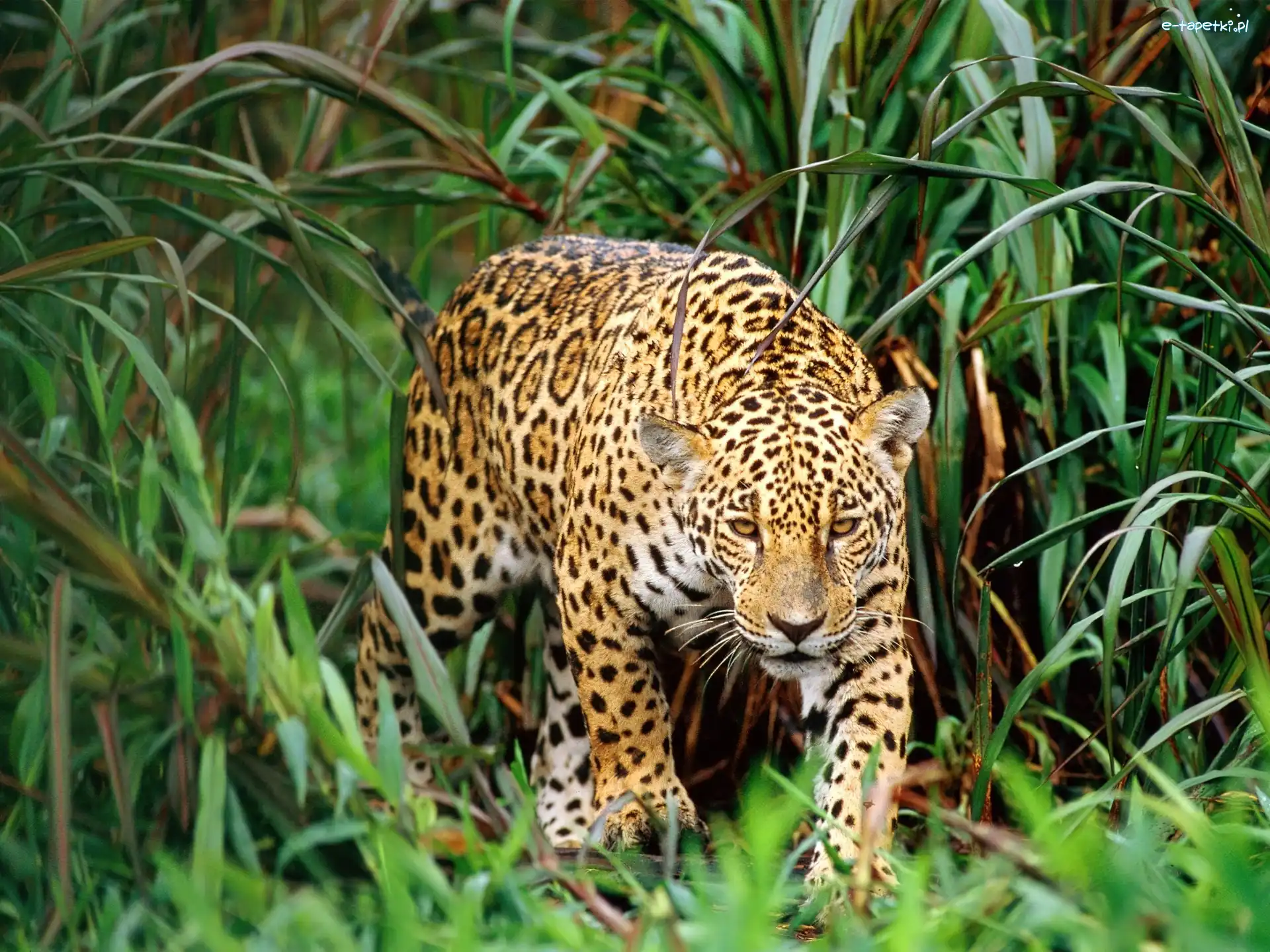 Jaguar