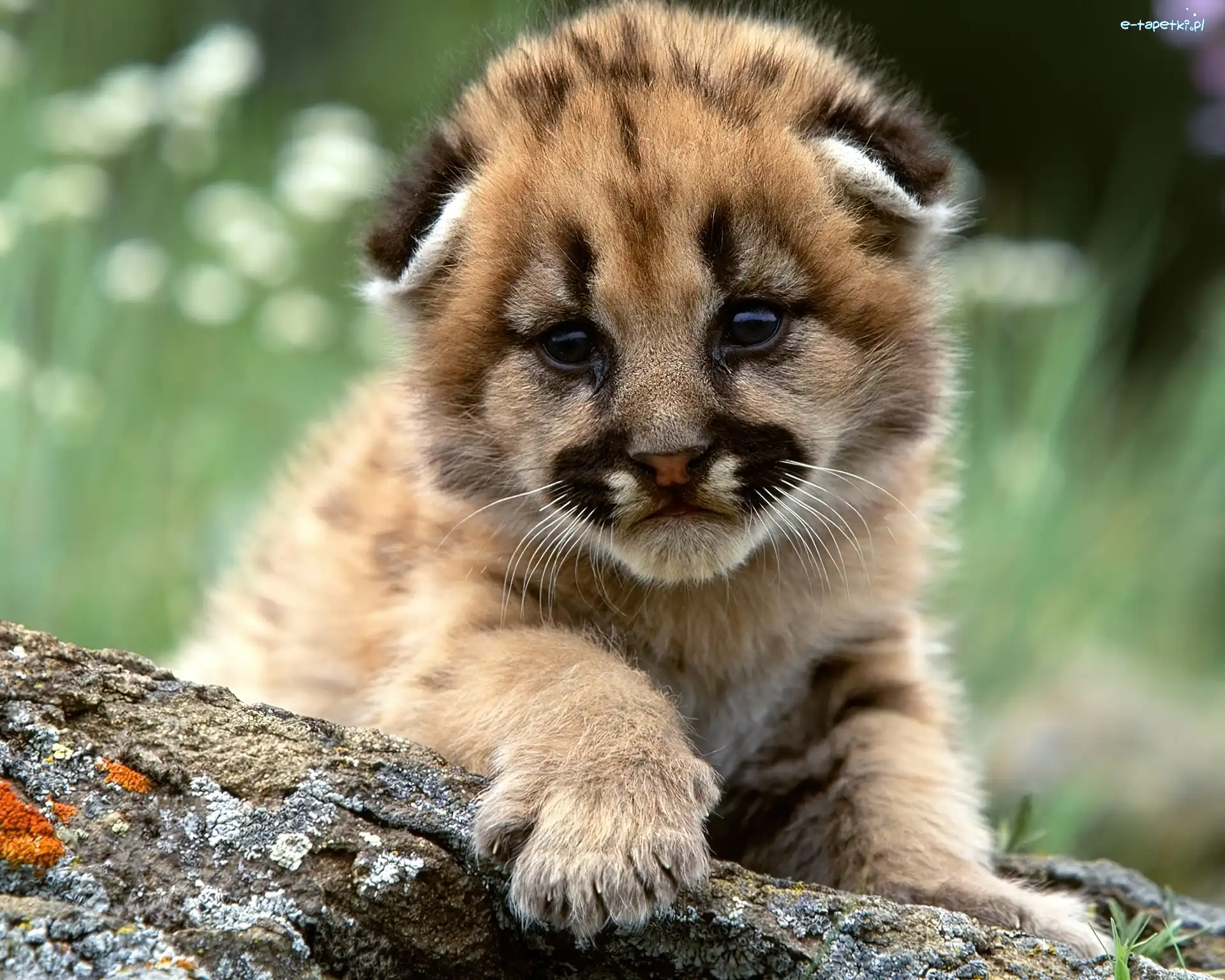 Puma, Mała