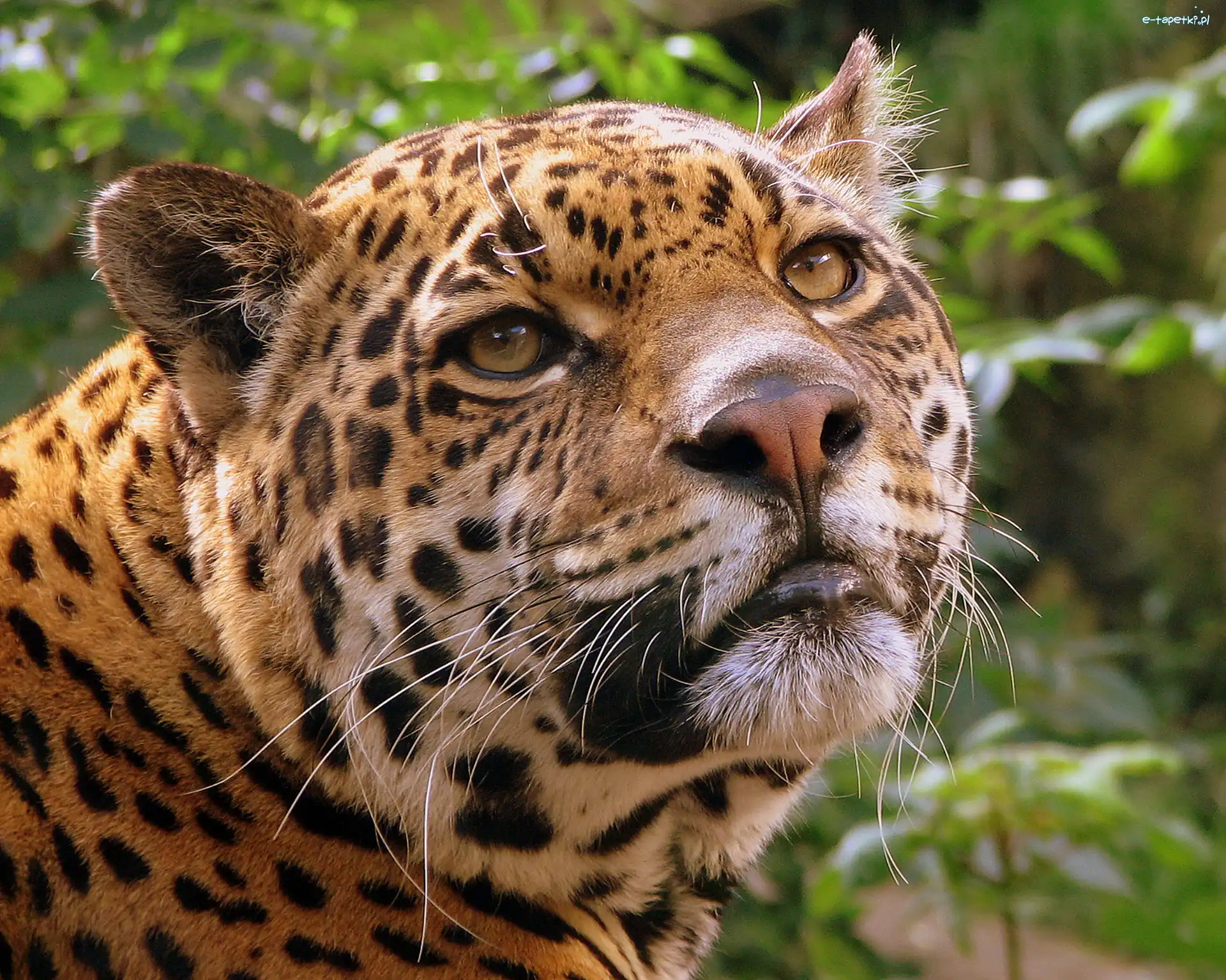 Wąsy, Głowa, Jaguar