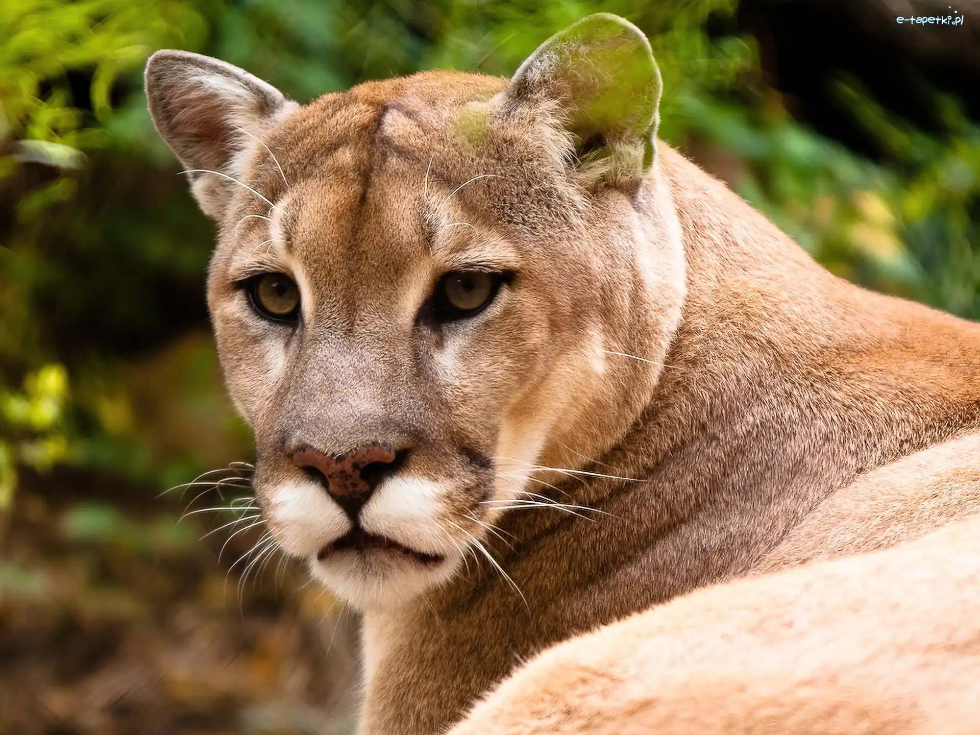 Głowa, Oczy, Wąsy, Puma