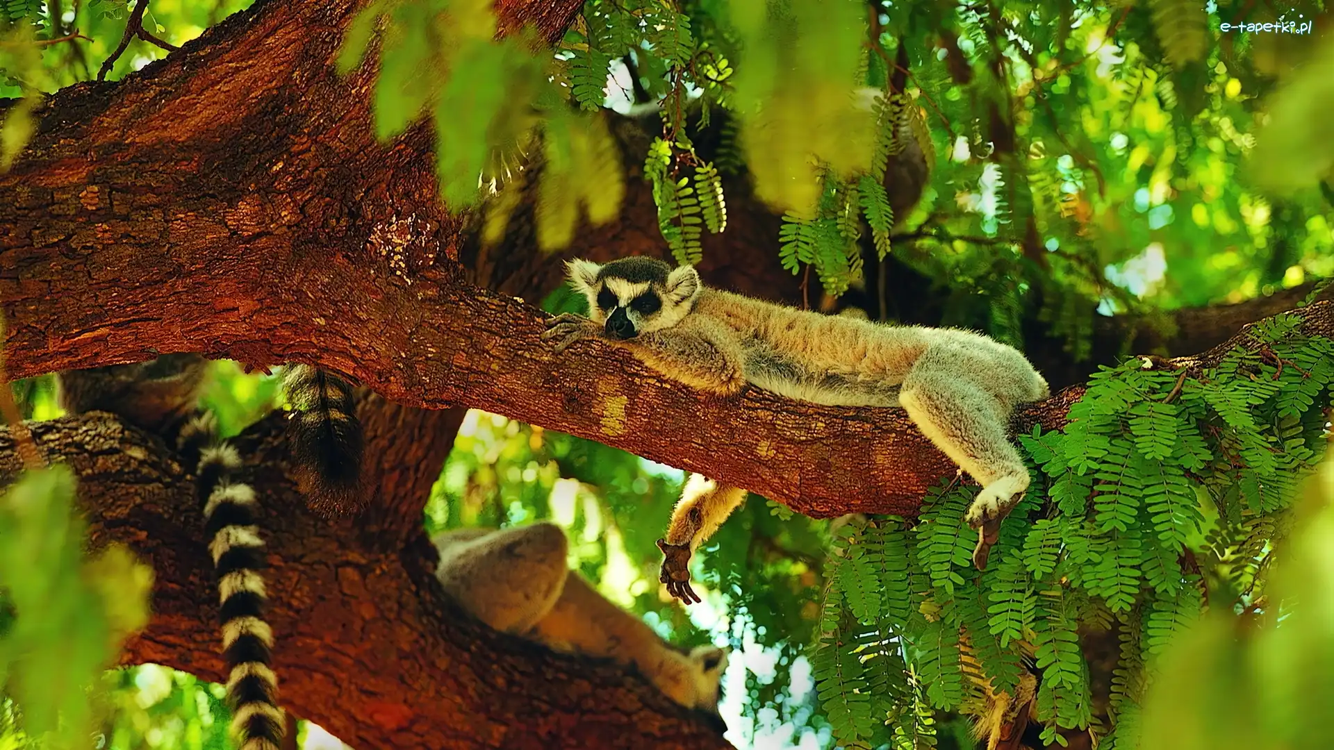 Drzewo, Ogon, Zieleń, Lemur