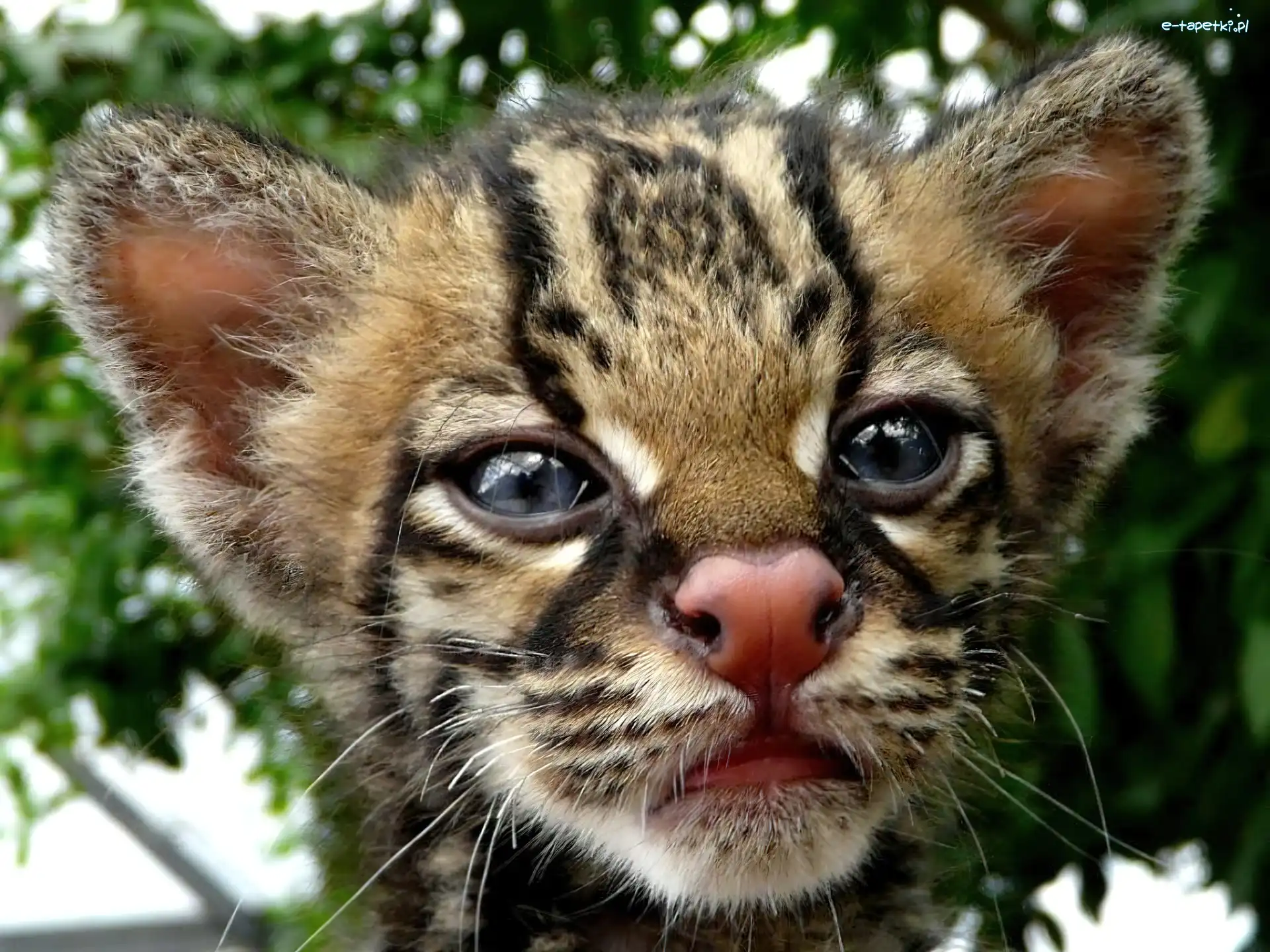 Ocelota, Małego, Mordka