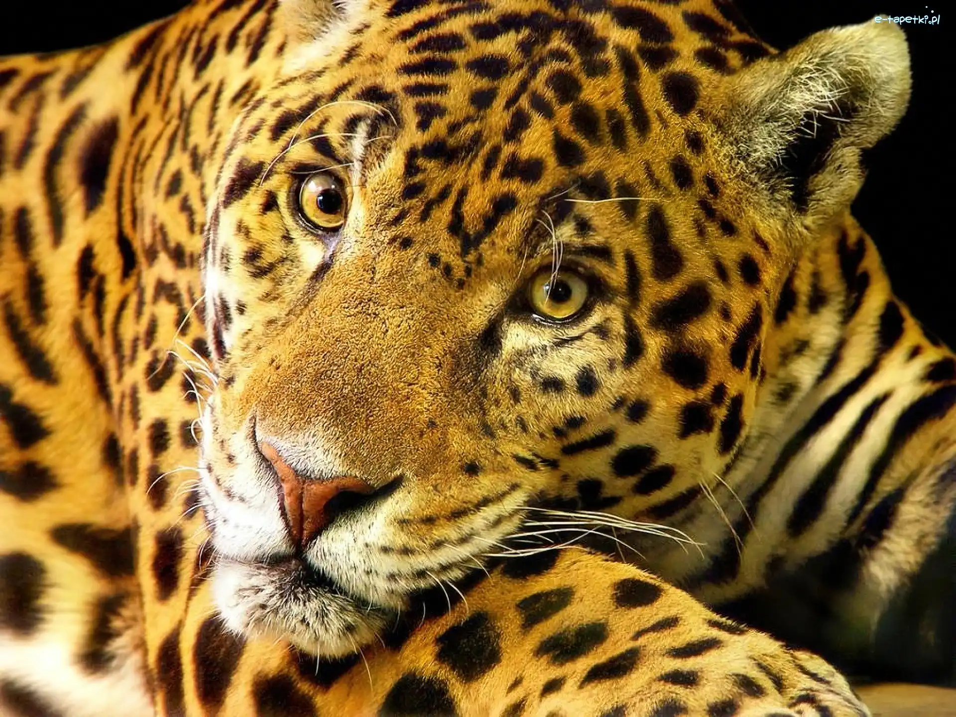 Cętki, Jaguar