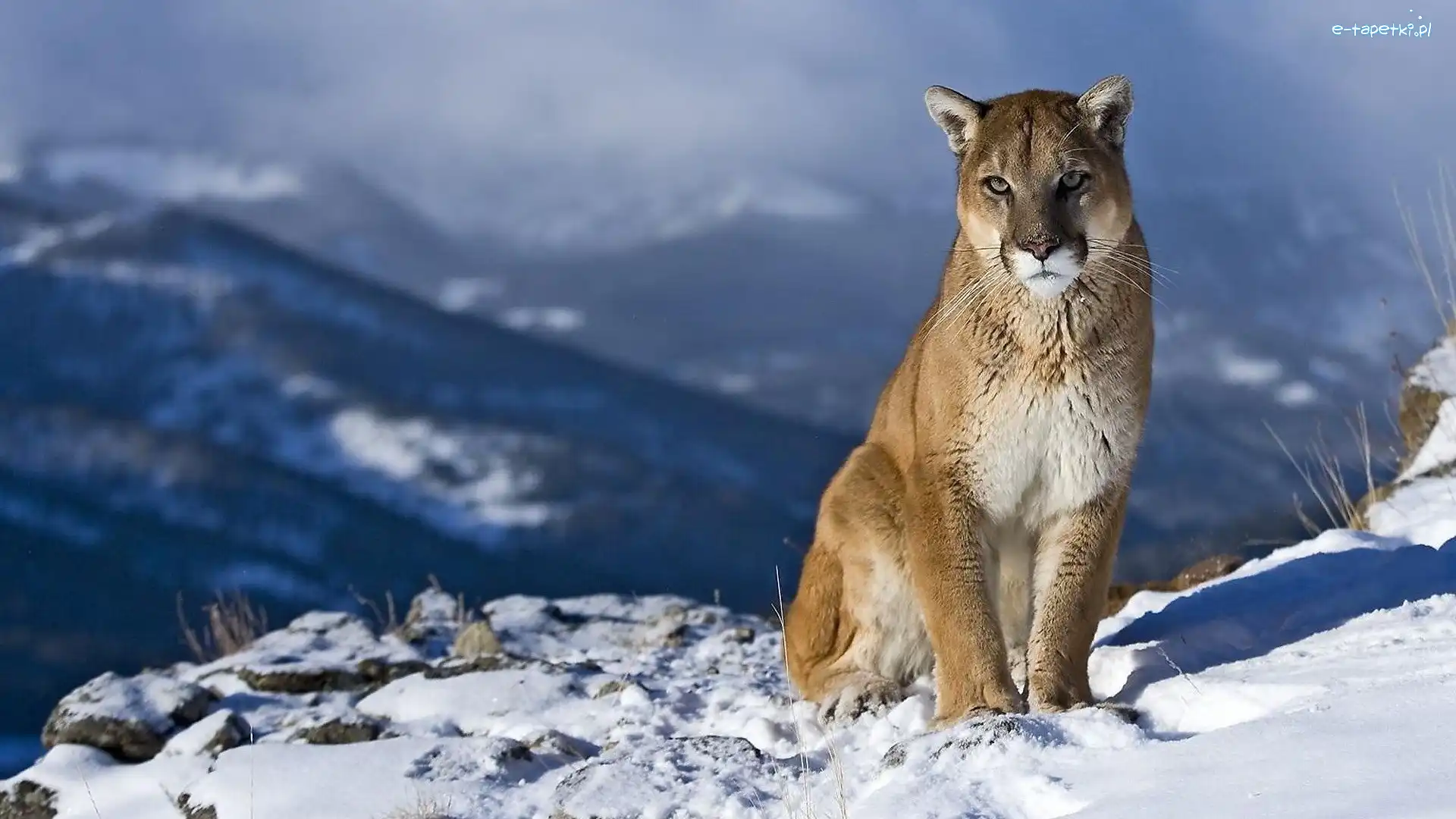 Puma, Śnieg, Zima