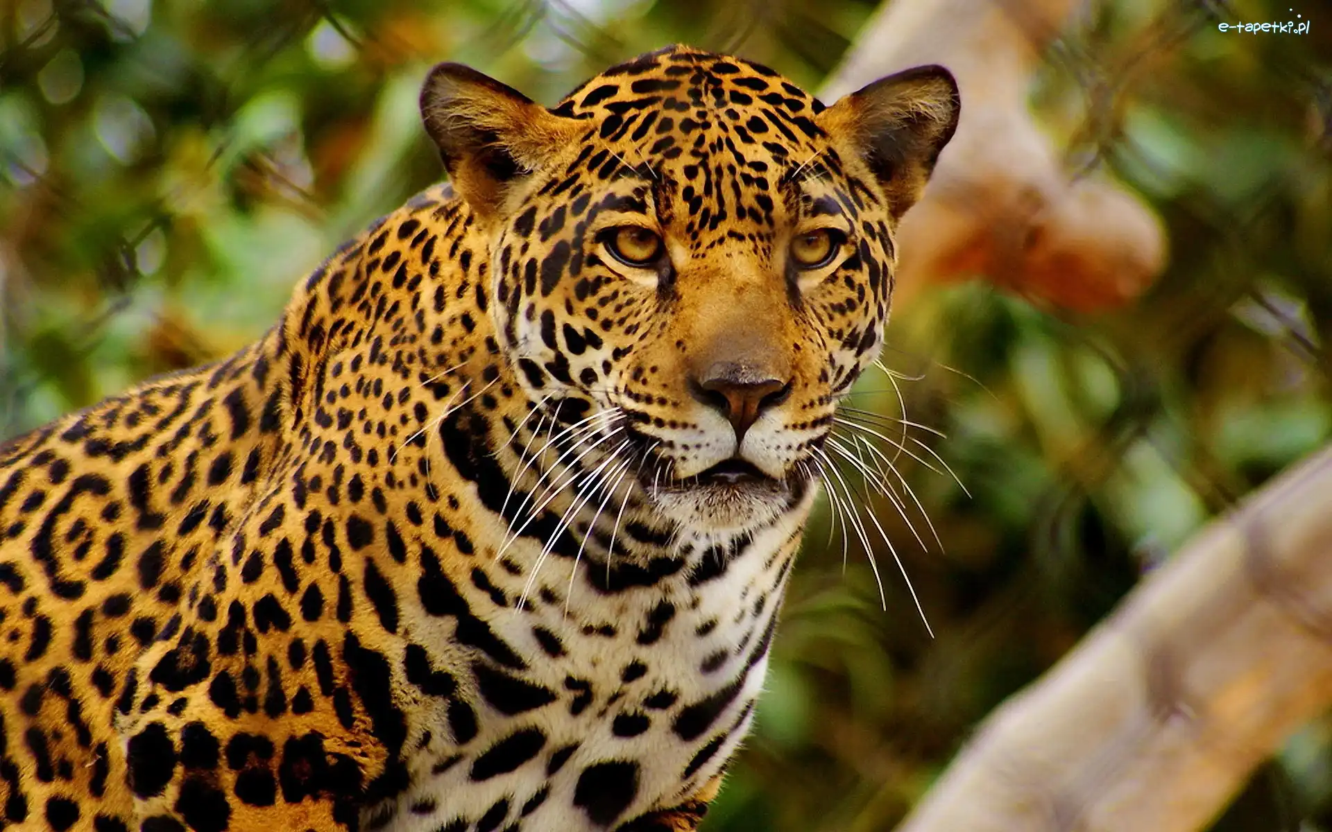 Jaguar, Wąsy, Cętki