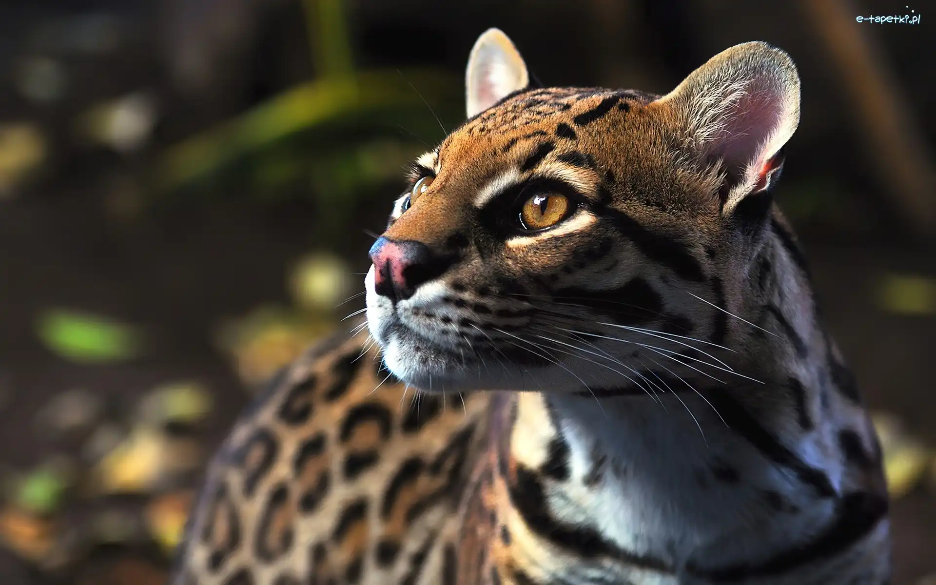 Ocelot, Dziki