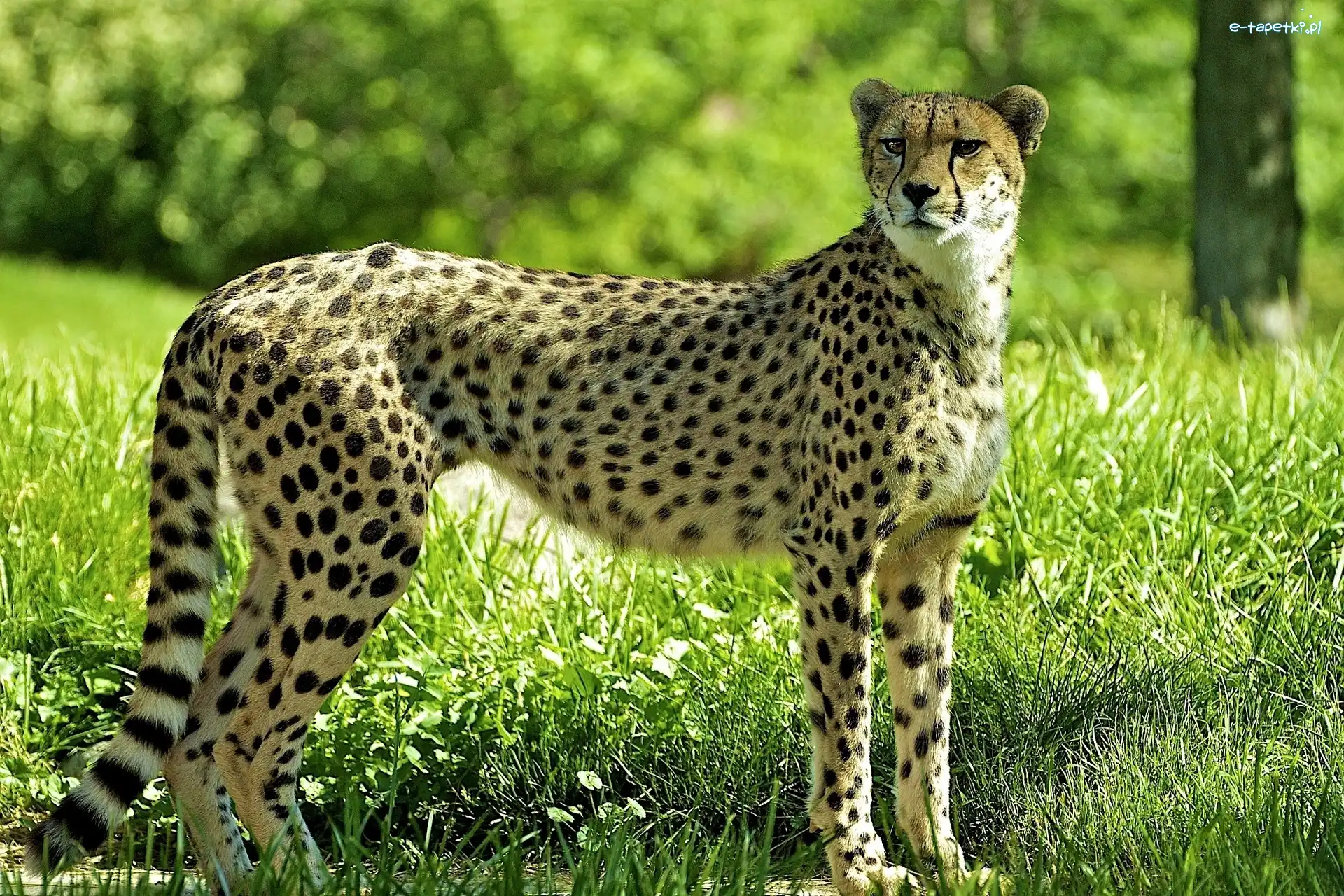Zieleń, Cętki, Gepard