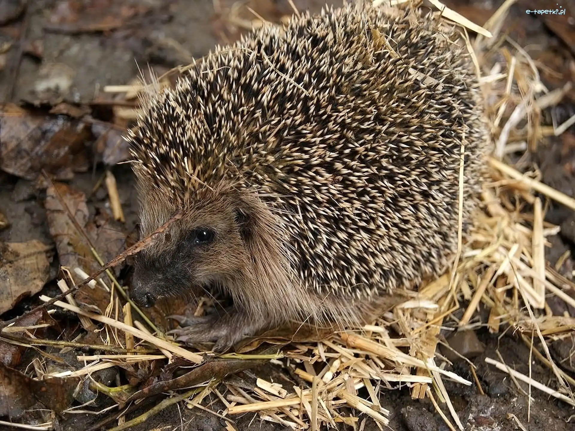 Słoma, Kolce, Jeż