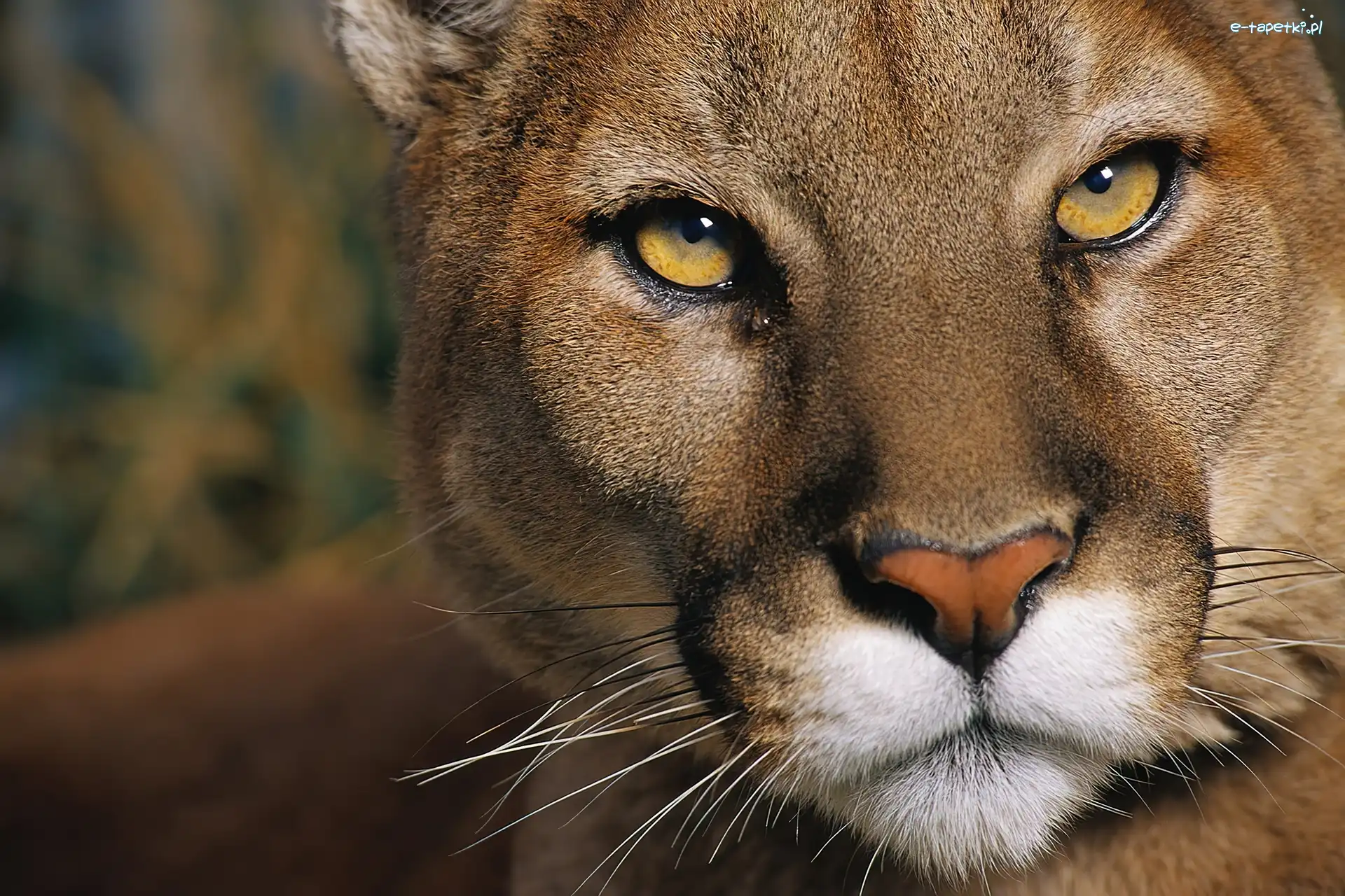 Spojrzenie, Groźne, Puma