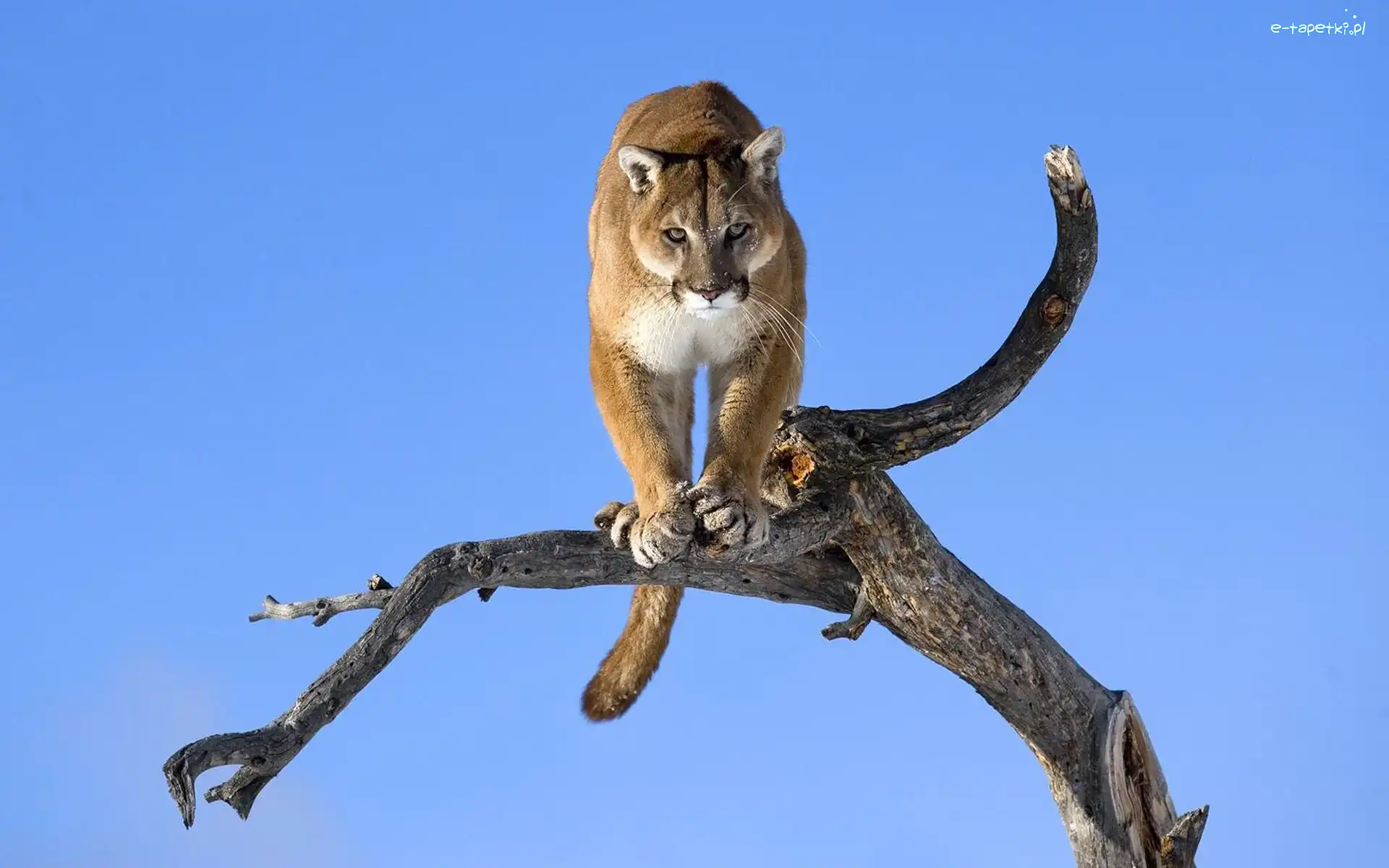 Puma, Drzewa, Konar