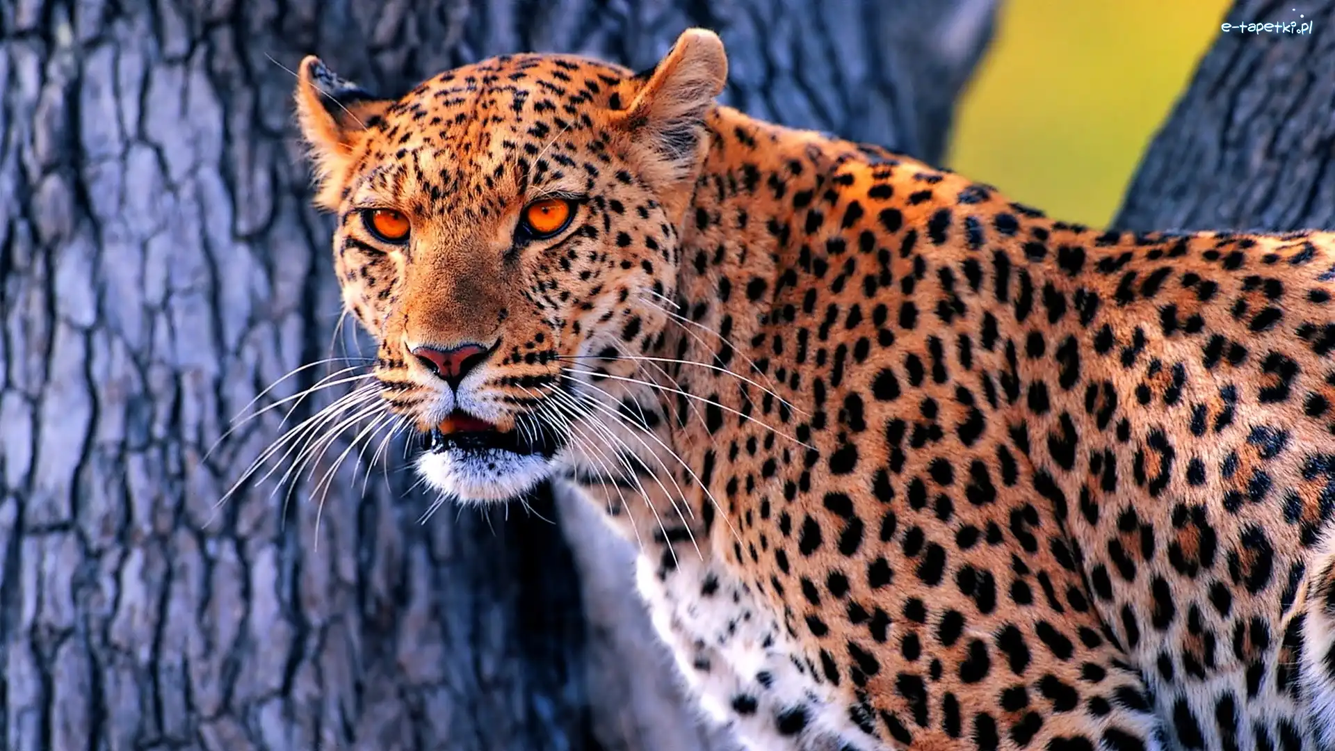 Drzewo, Kot, Jaguar