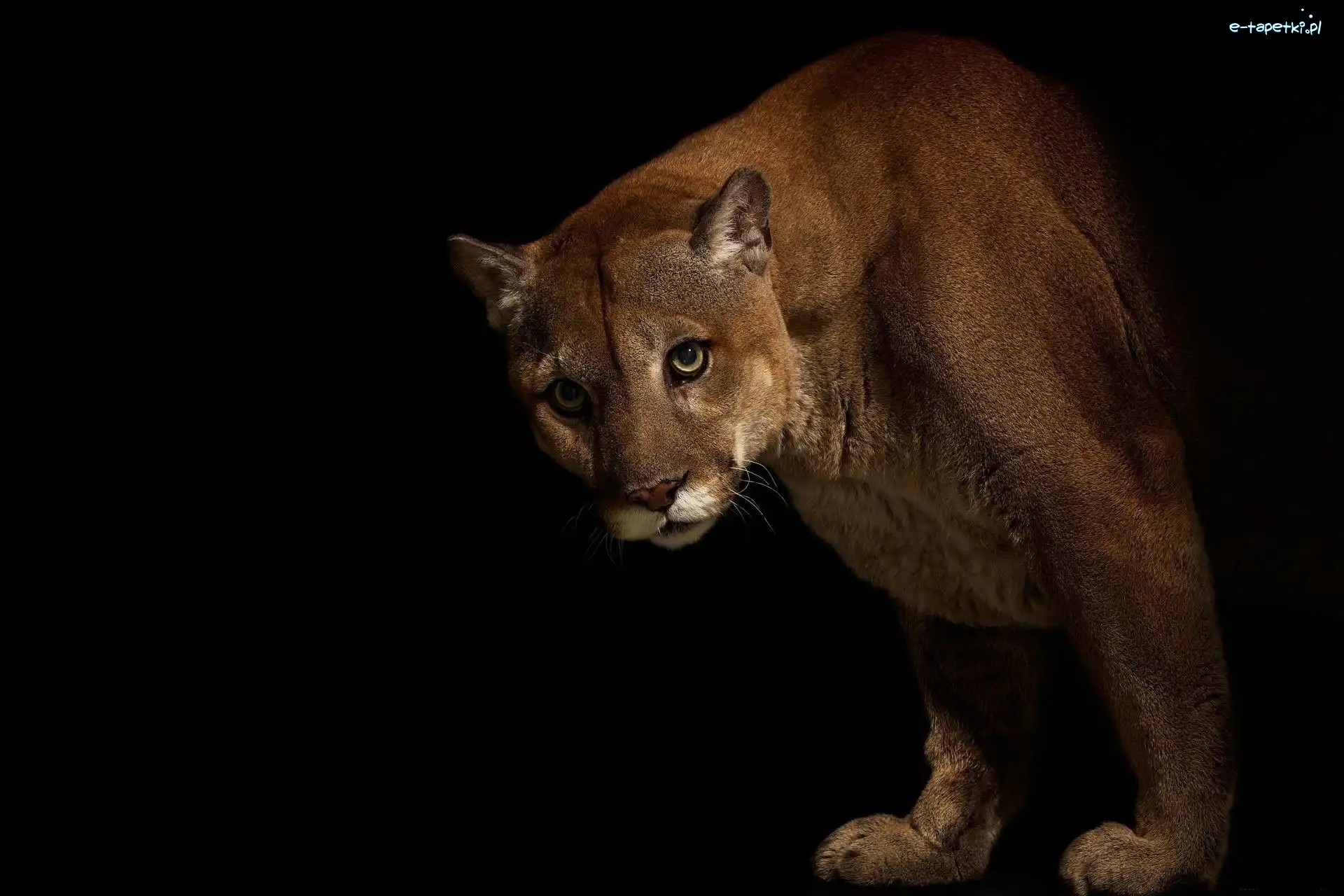 Ciemność, Puma