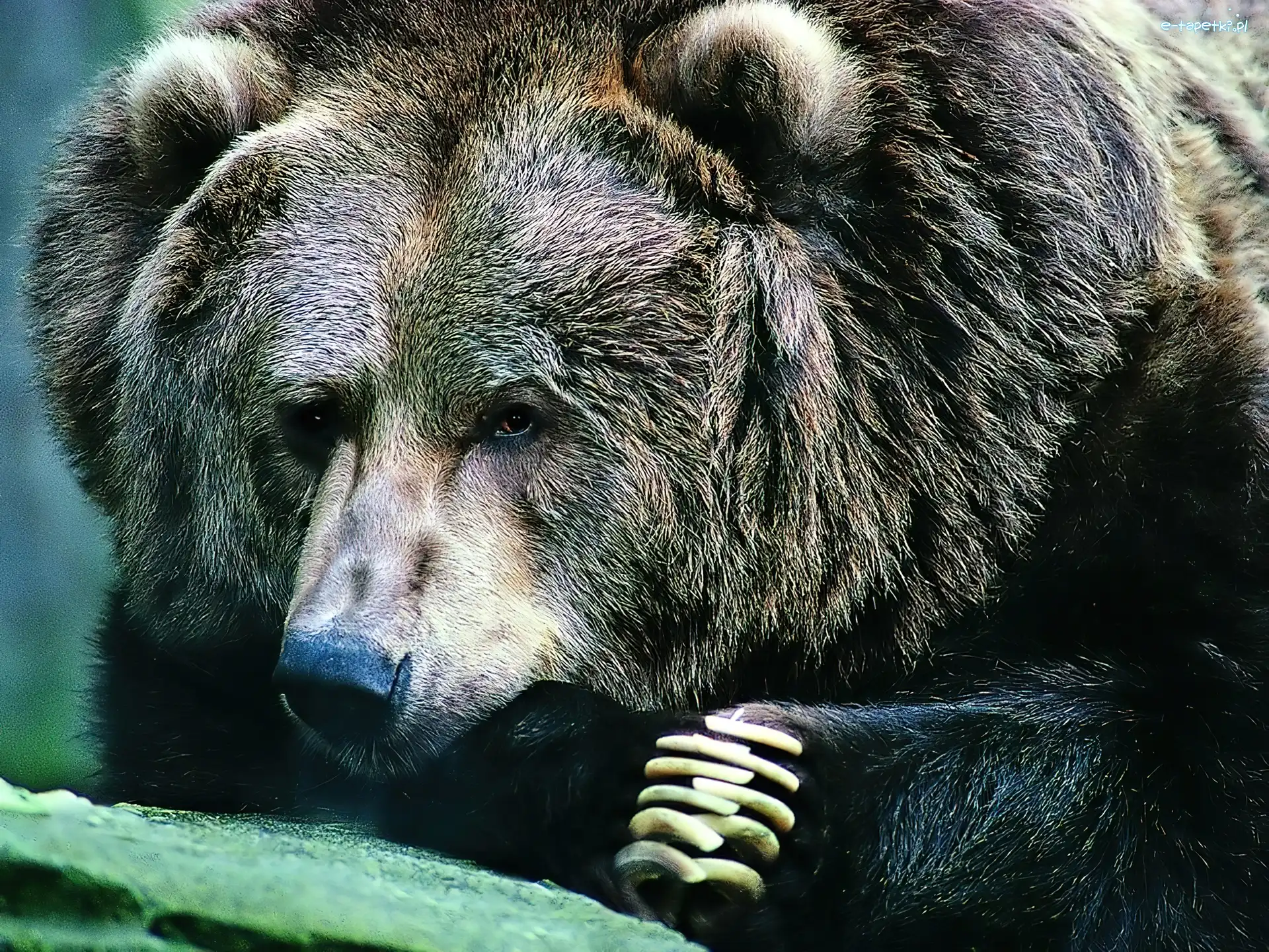 Pazury, Łapy, Niedźwiedź
