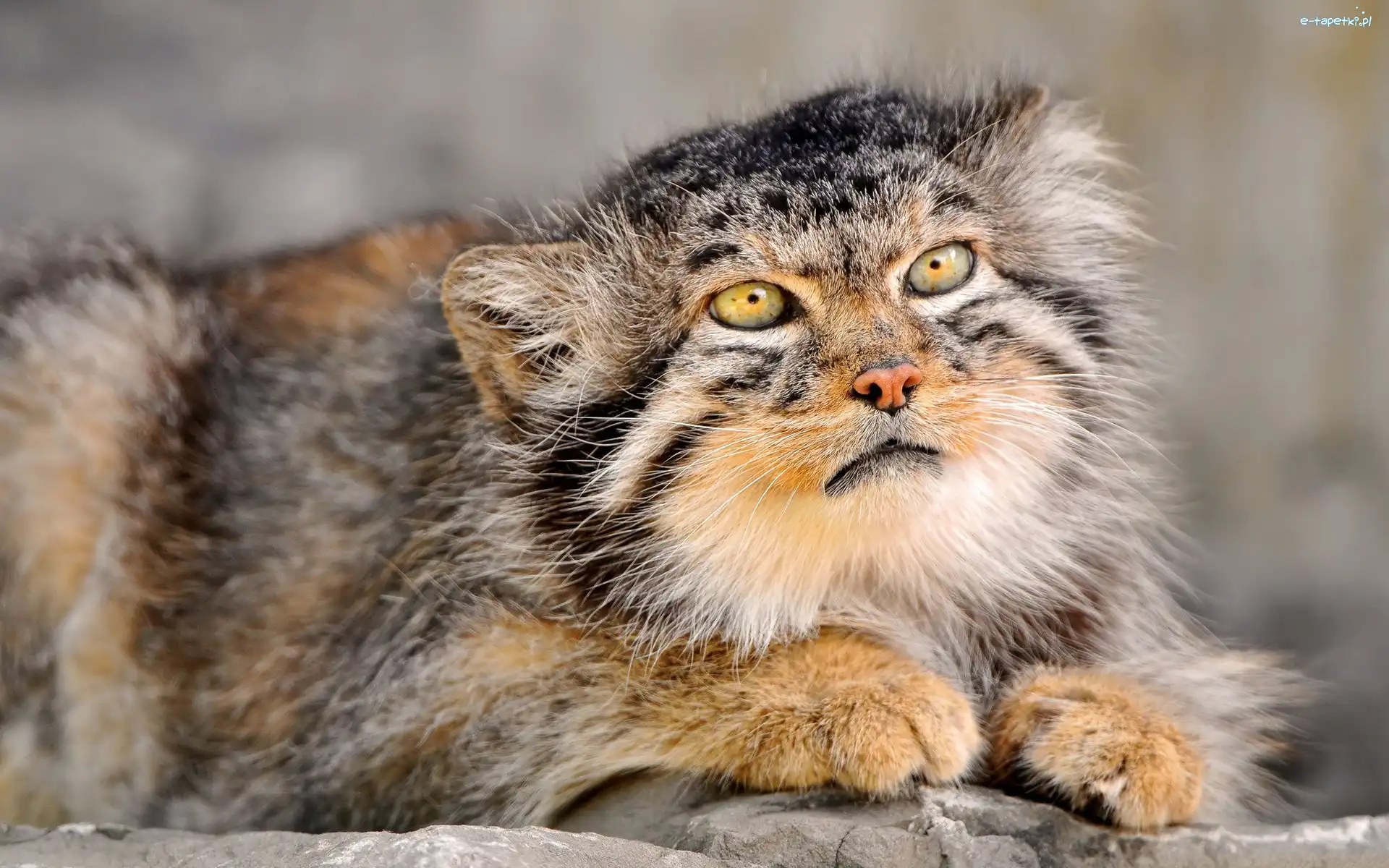 Futro, Drapieżnik, Manul