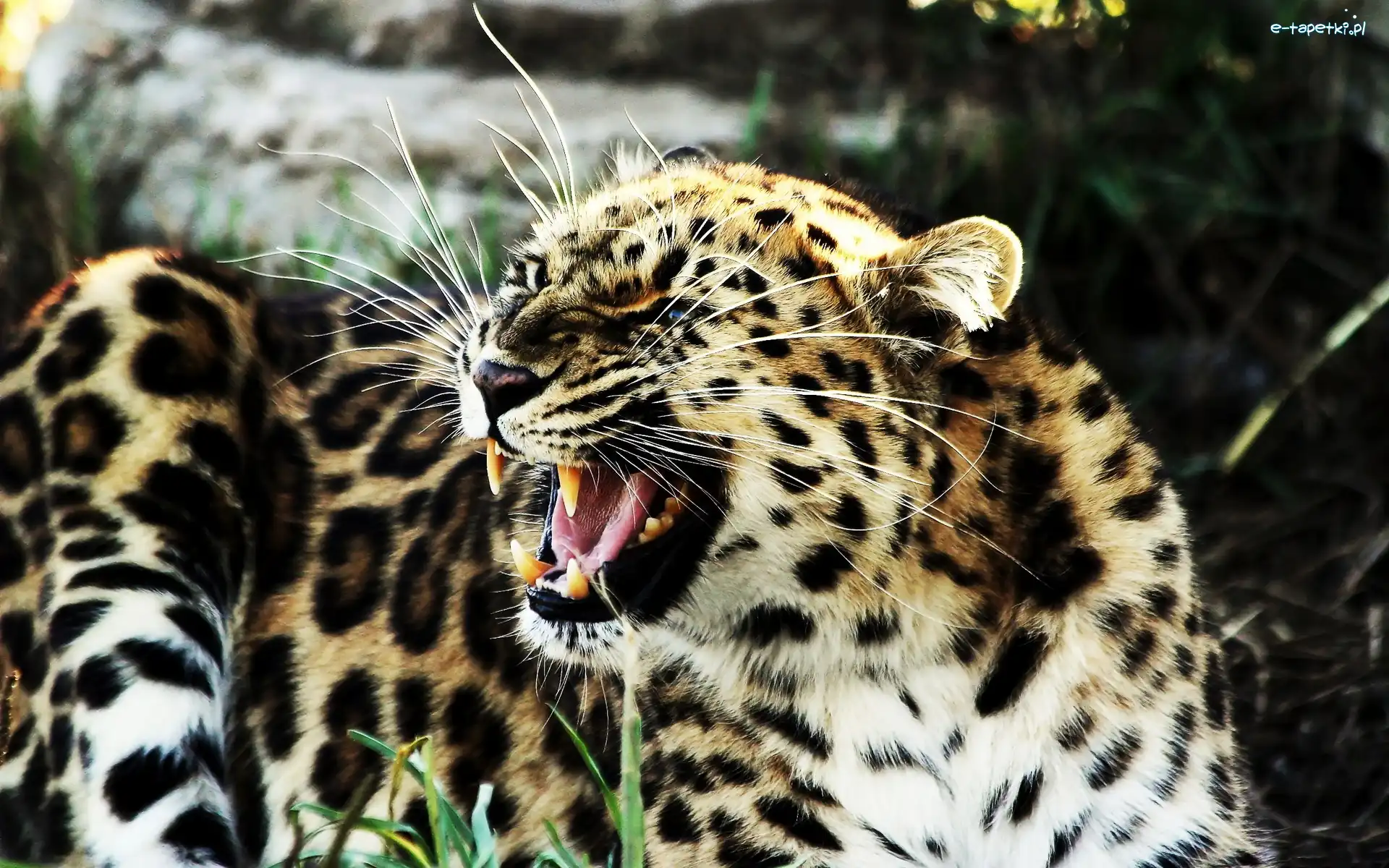 Jaguar, Wąsy, Kły