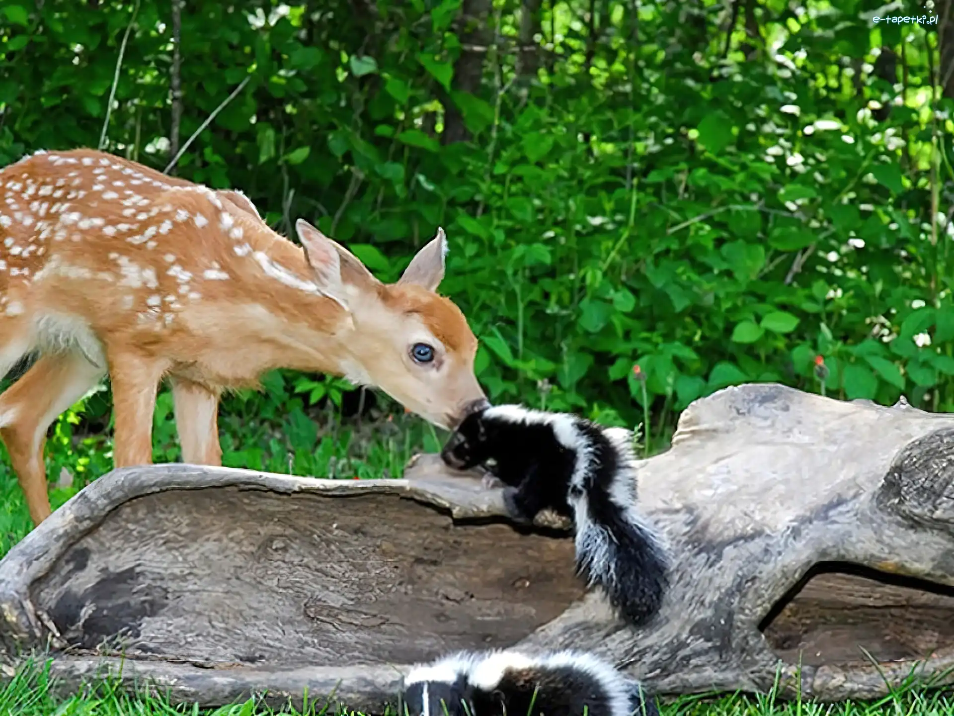 Skunks, Sarenka, Mała