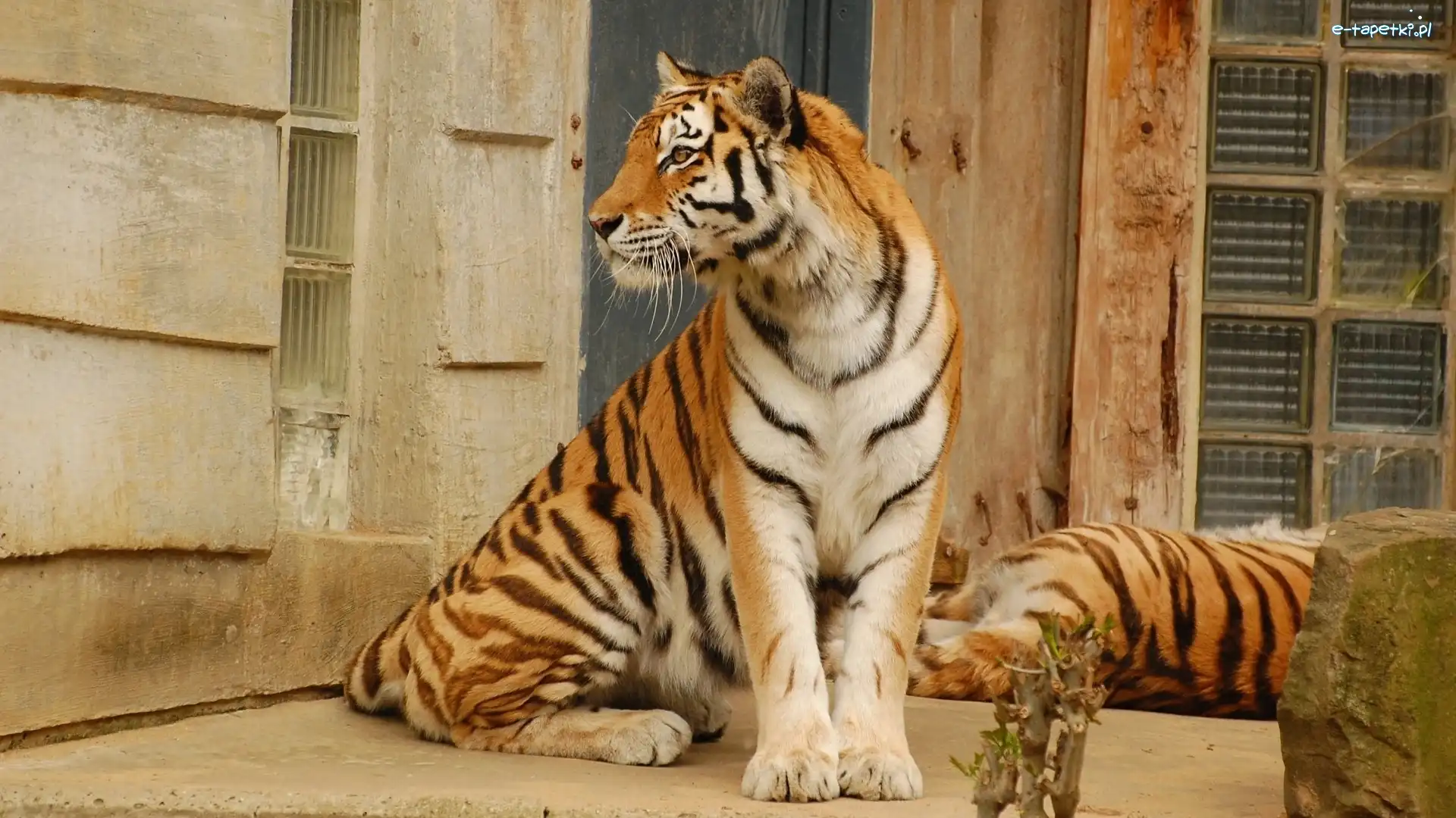 Bengalski, Tygrys, Zapatrzony