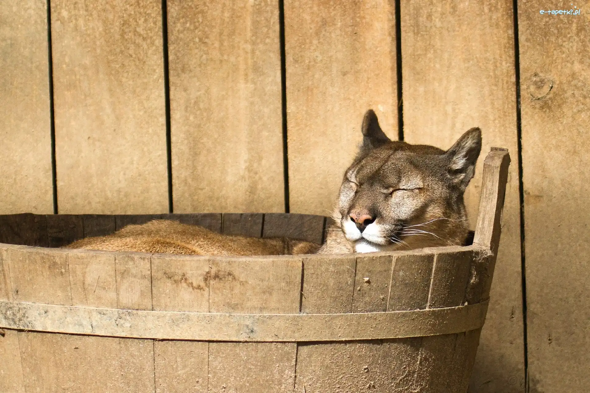 Ceberek, Puma, Śpiąca, Drewniany