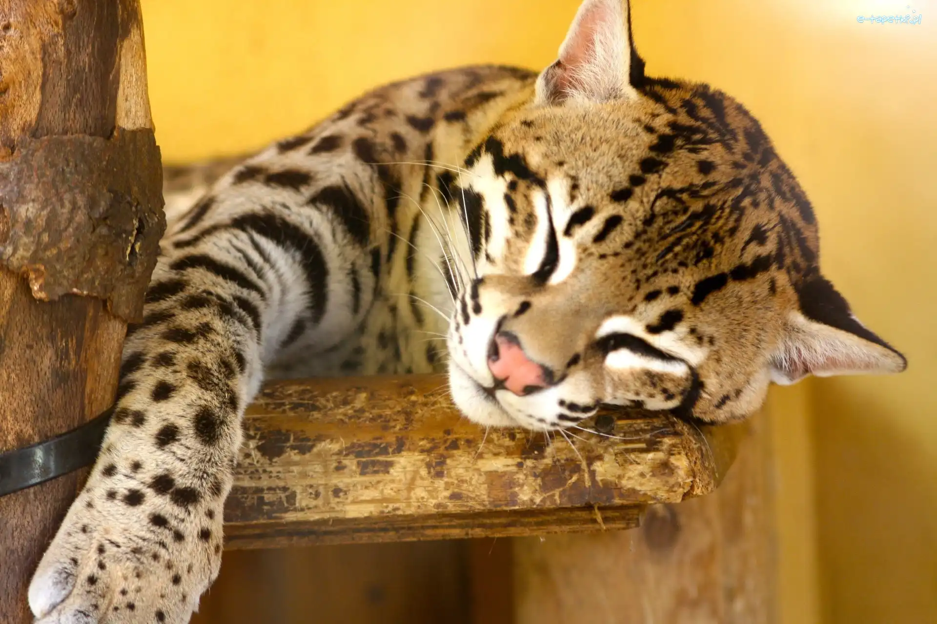 Ocelot, Śpiący