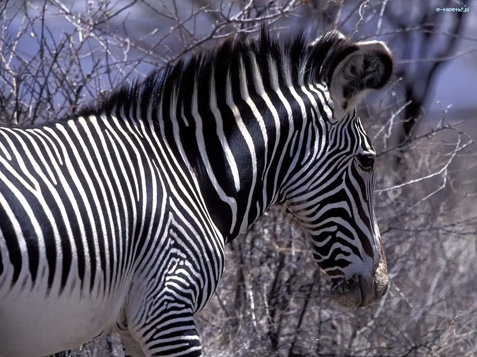 Zebra