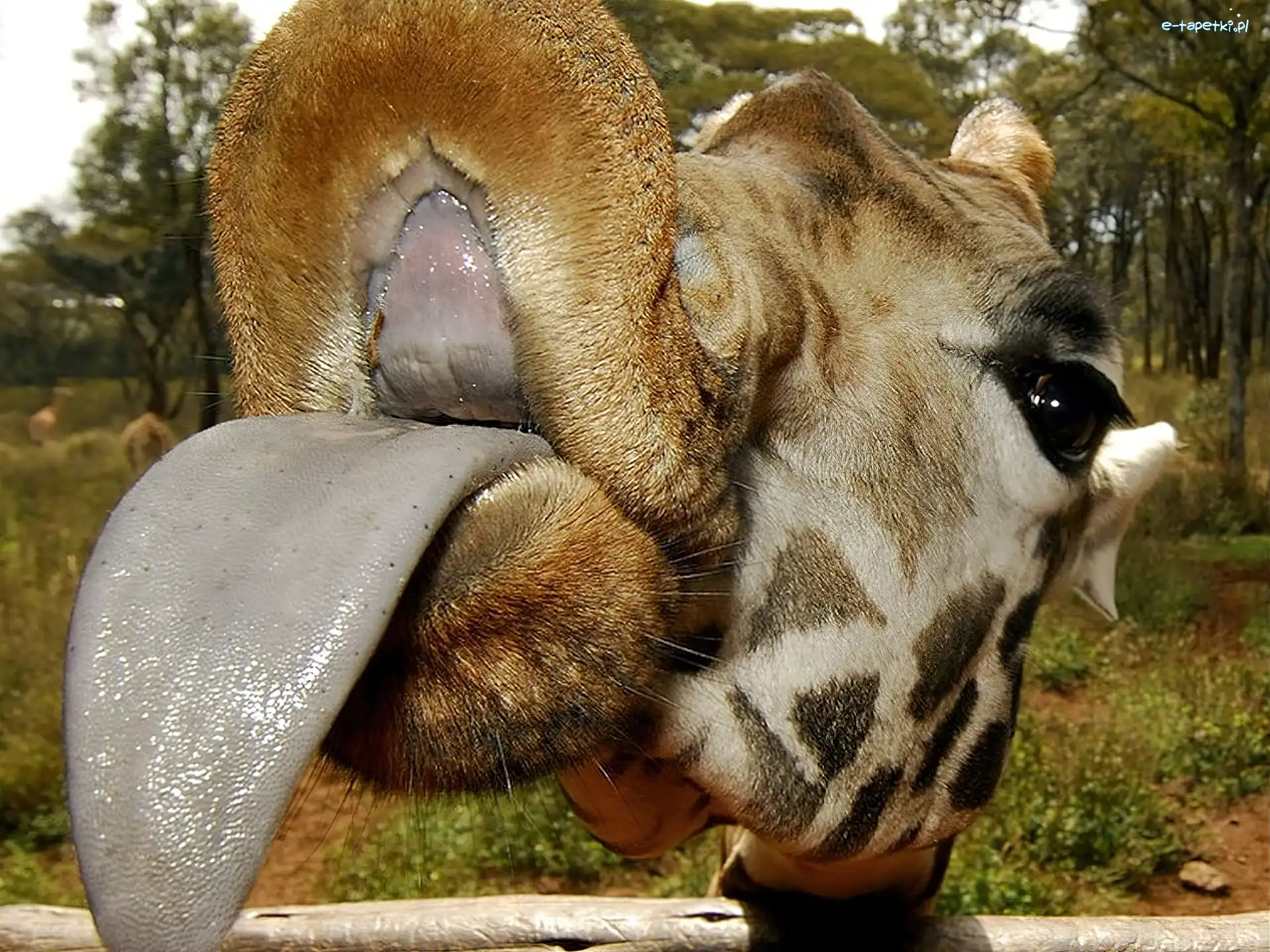 Język, Żyrafa