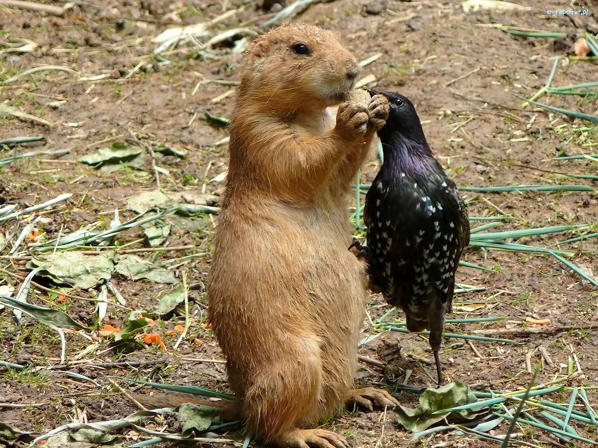 Ptak, Ciasteczko, Świstak
