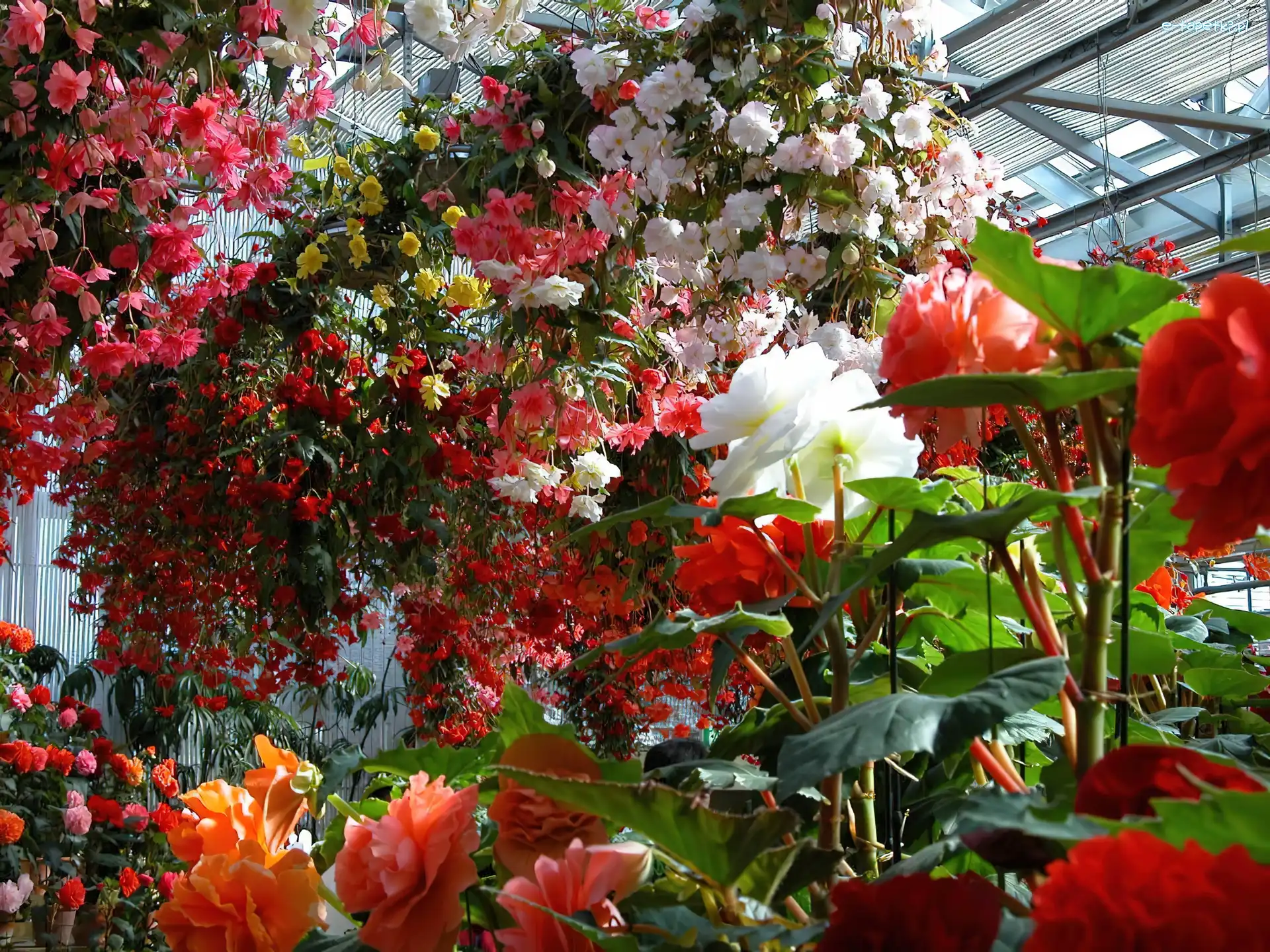 Botaniczny, Ogród, Kwiaty