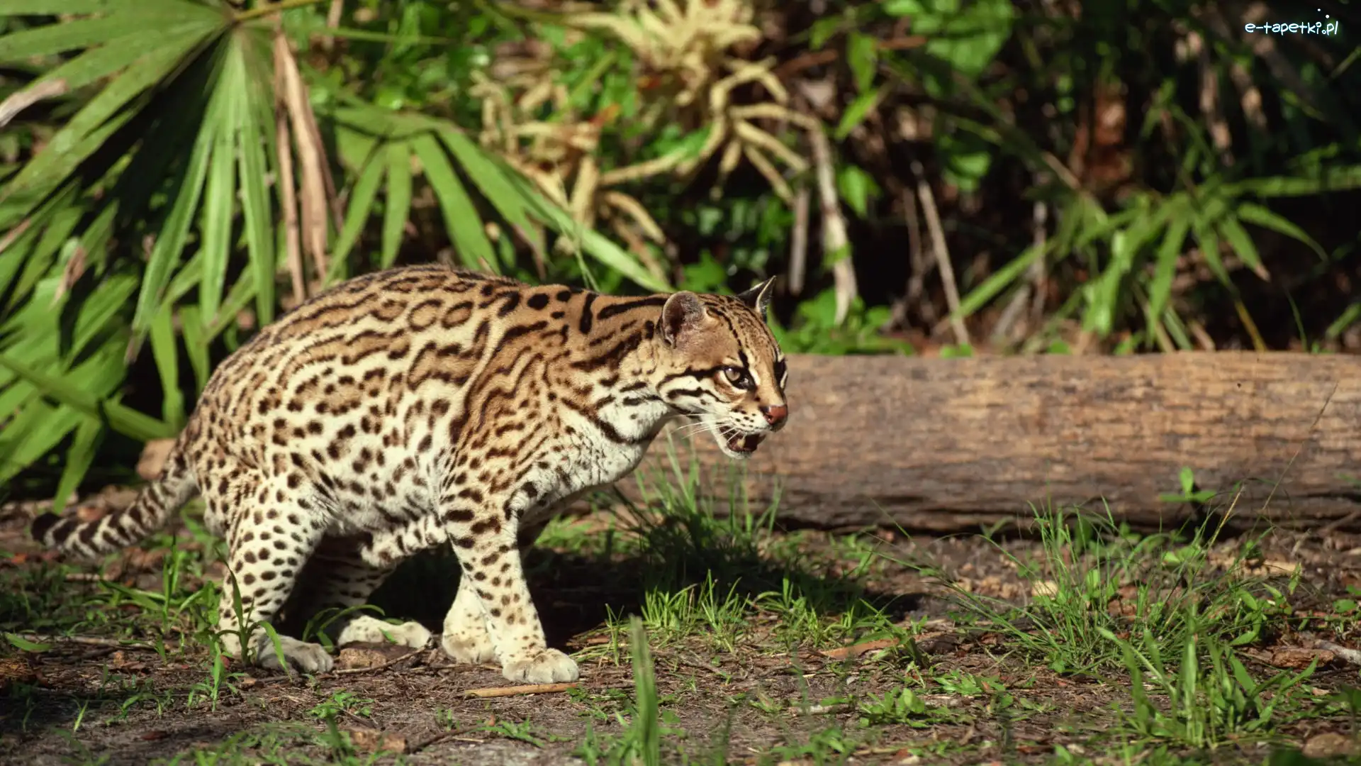 Skradanie, Drzewa, Pień, Ocelot