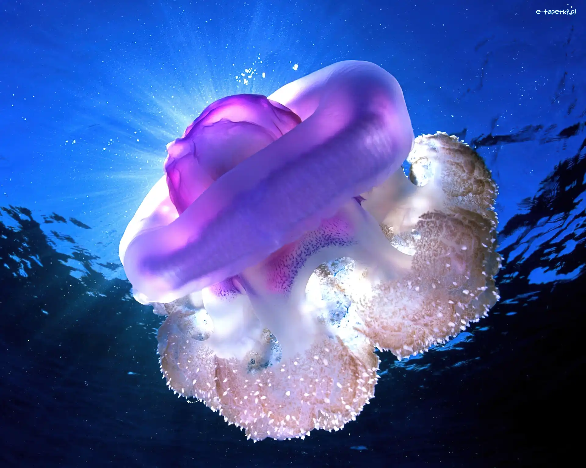 Meduza, Ocean