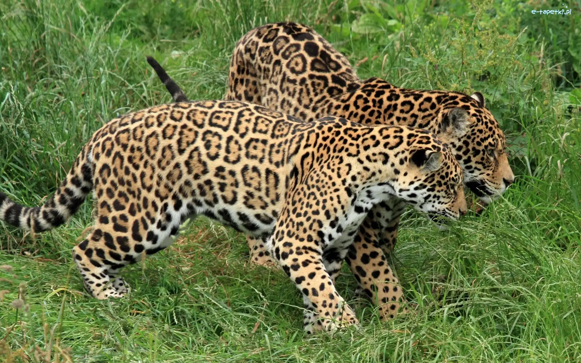 Jaguary, Młode
