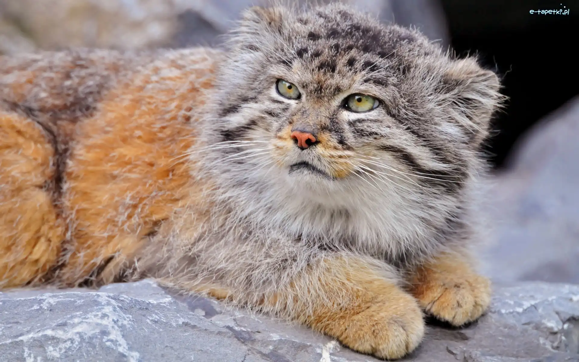 Skała, Manul, Leżący