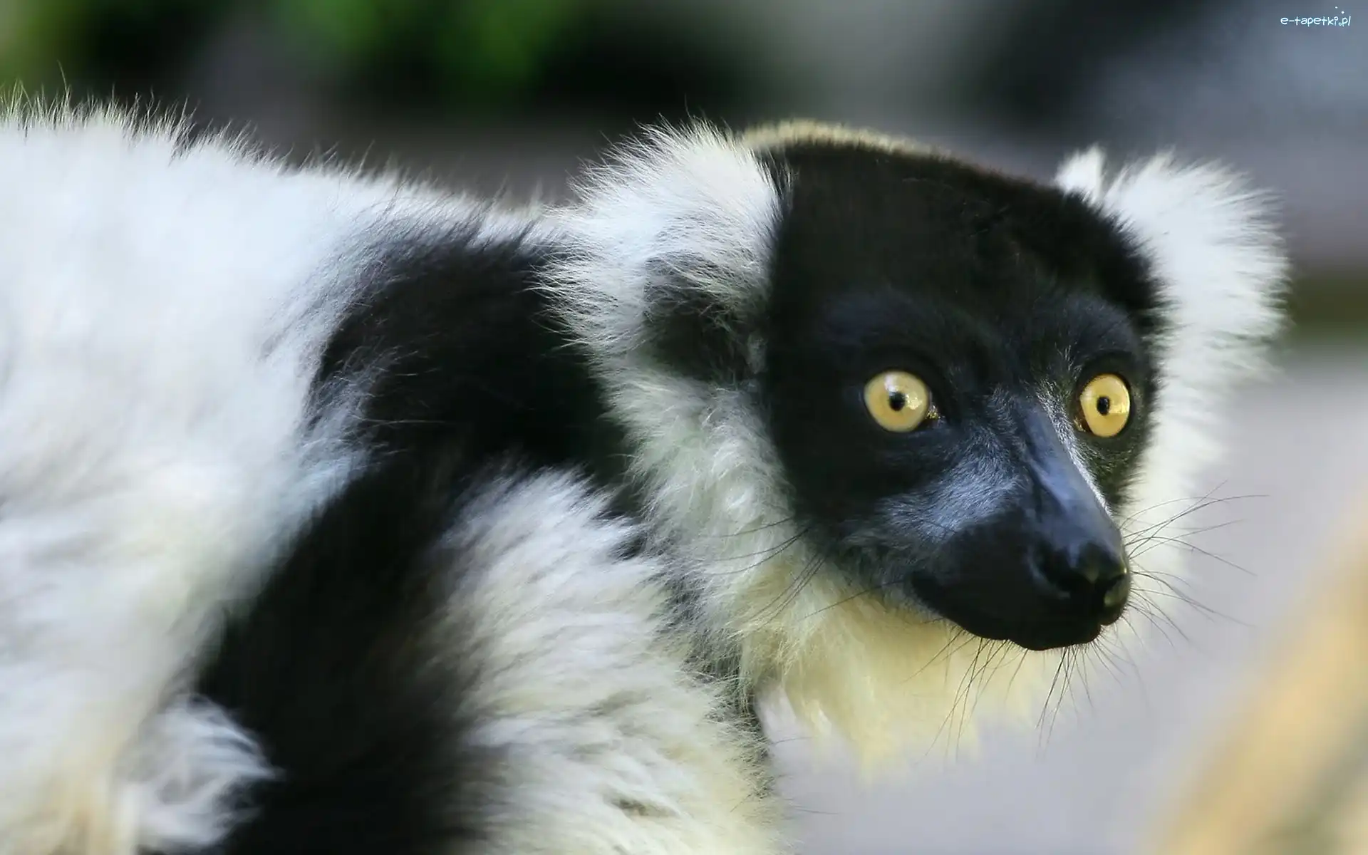 Oczy, Mordka, Lemur