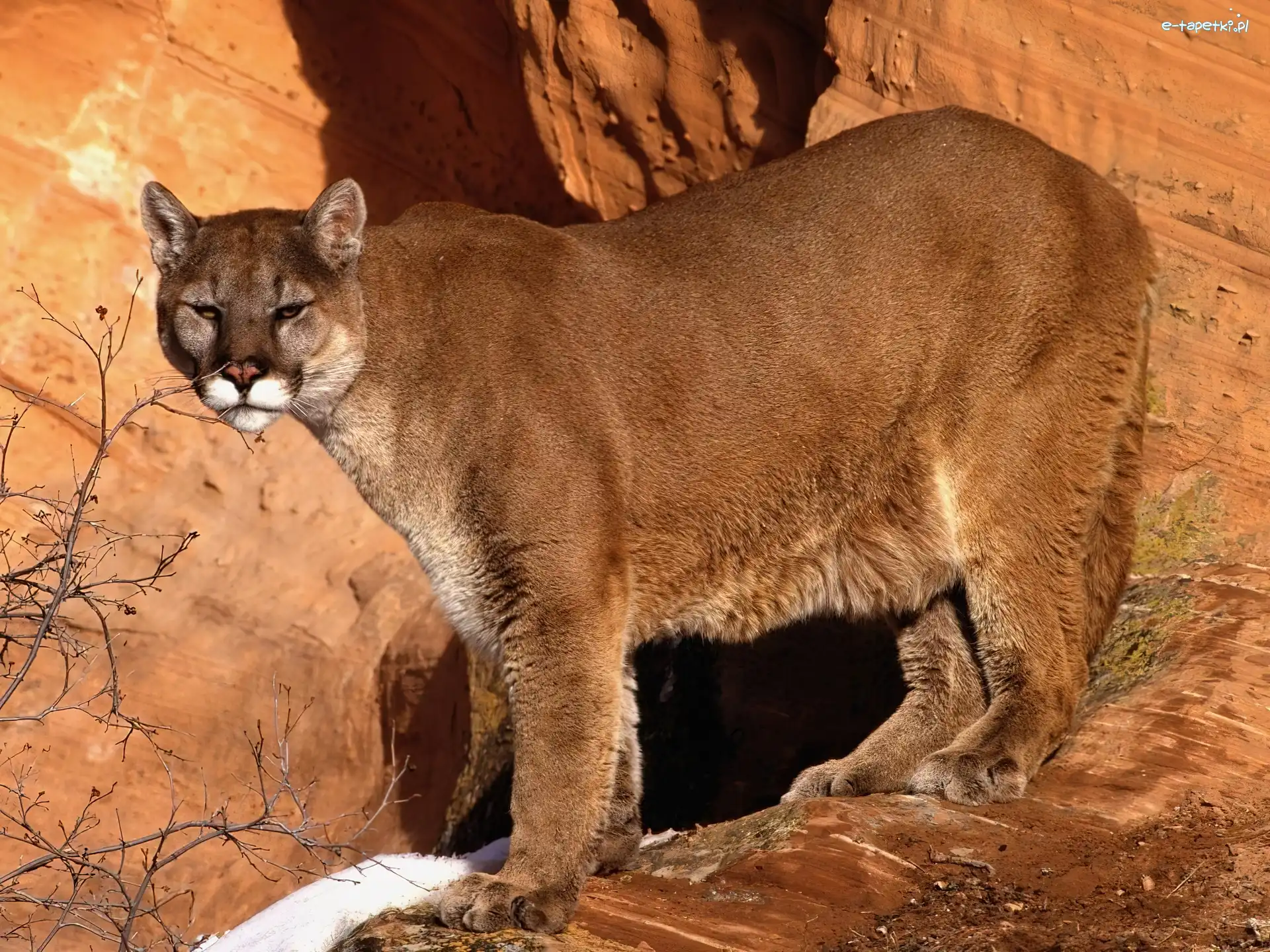 Puma, Skały