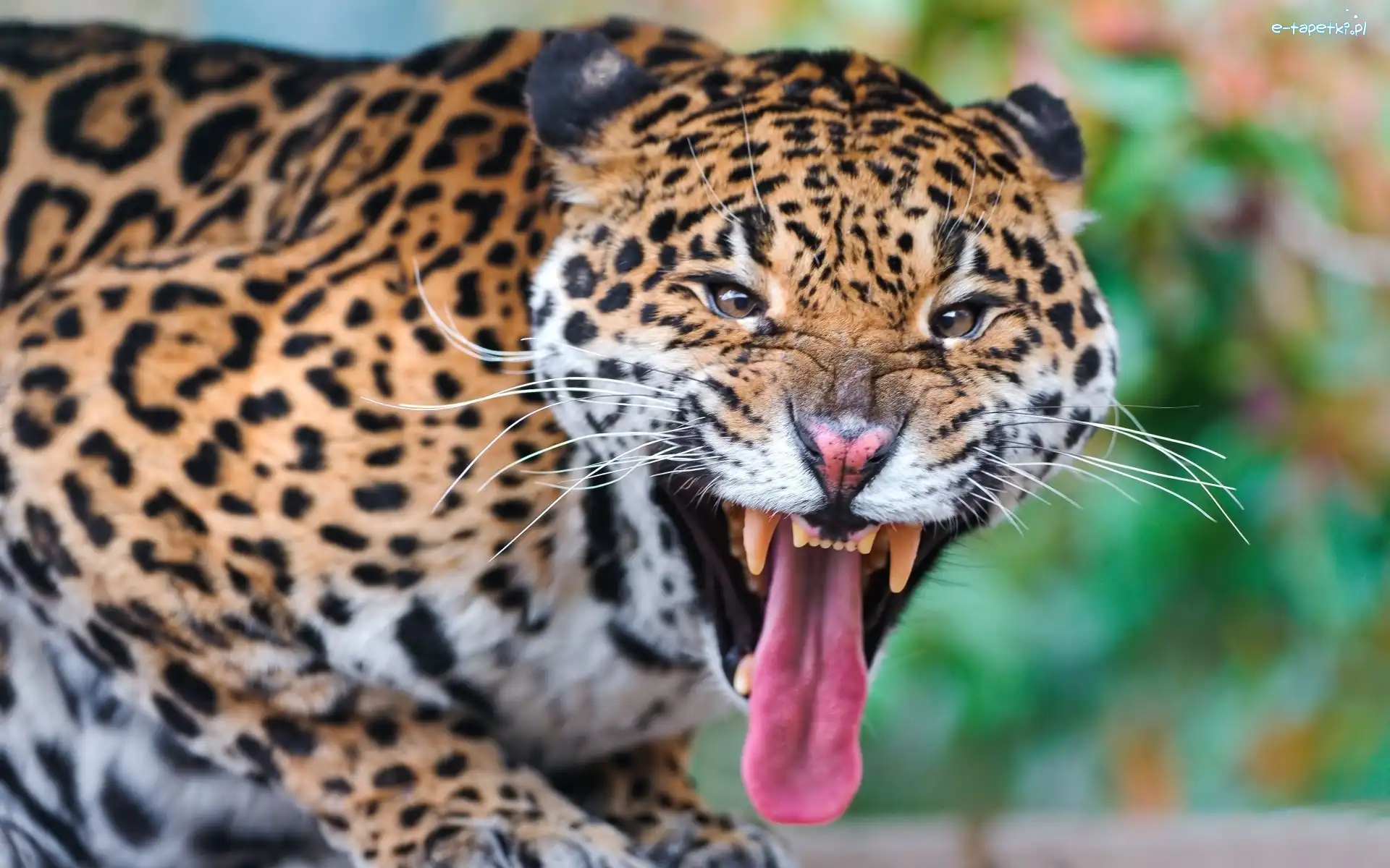 Język, Kły, Jaguar