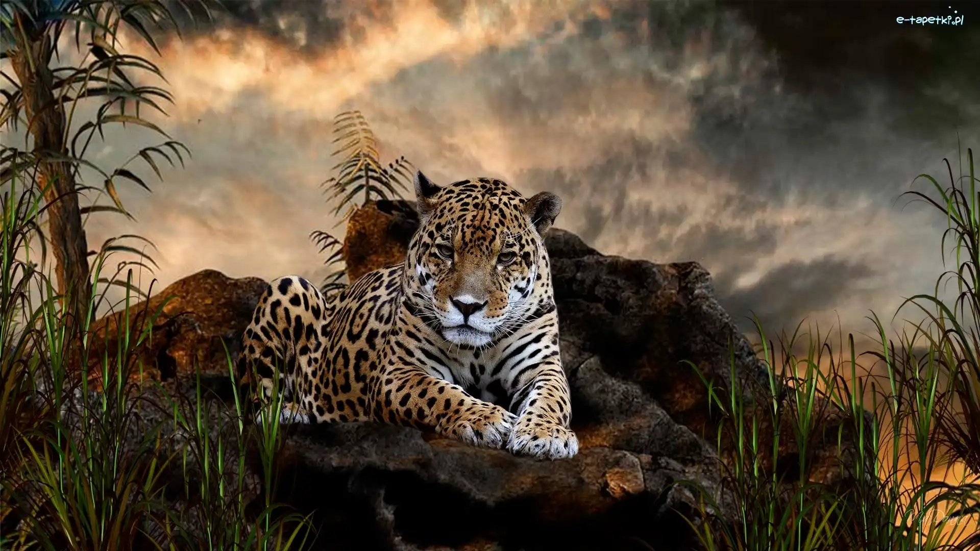 Jaguar