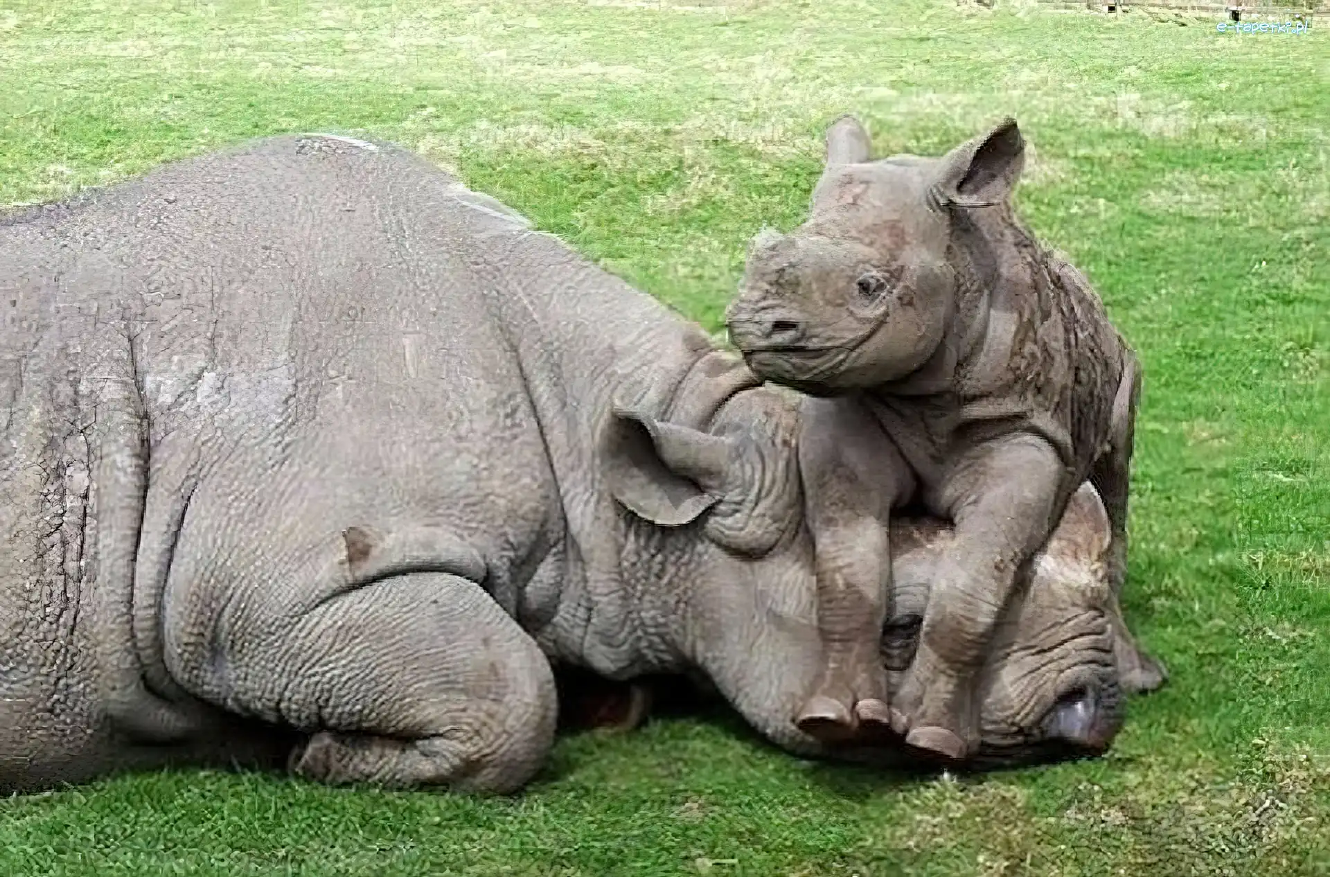 Małe, Nosorożec, Mama