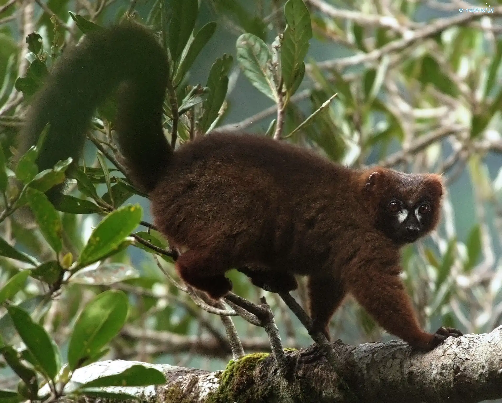 Liście, Drzewo, Lemur