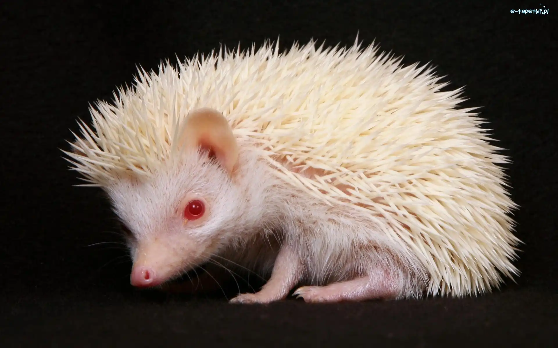 Albinos, Jeżyk