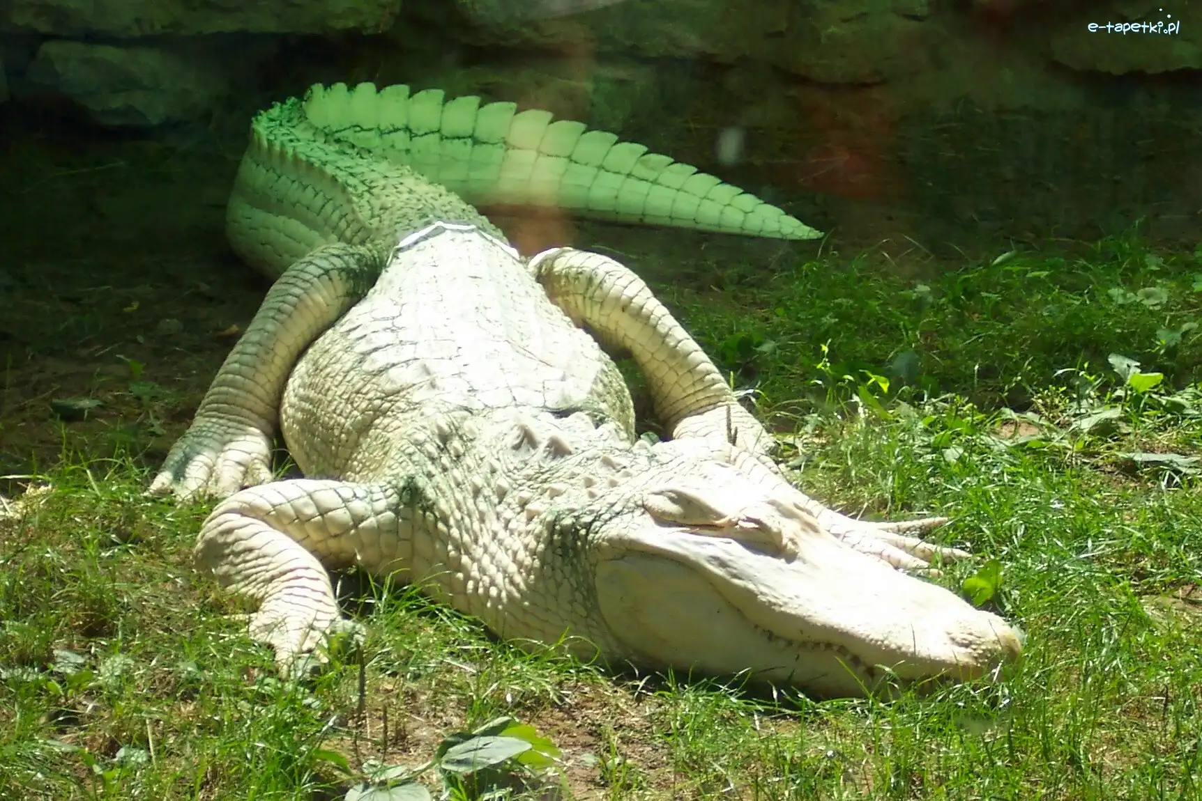 Trawa, Albinos, Aligator