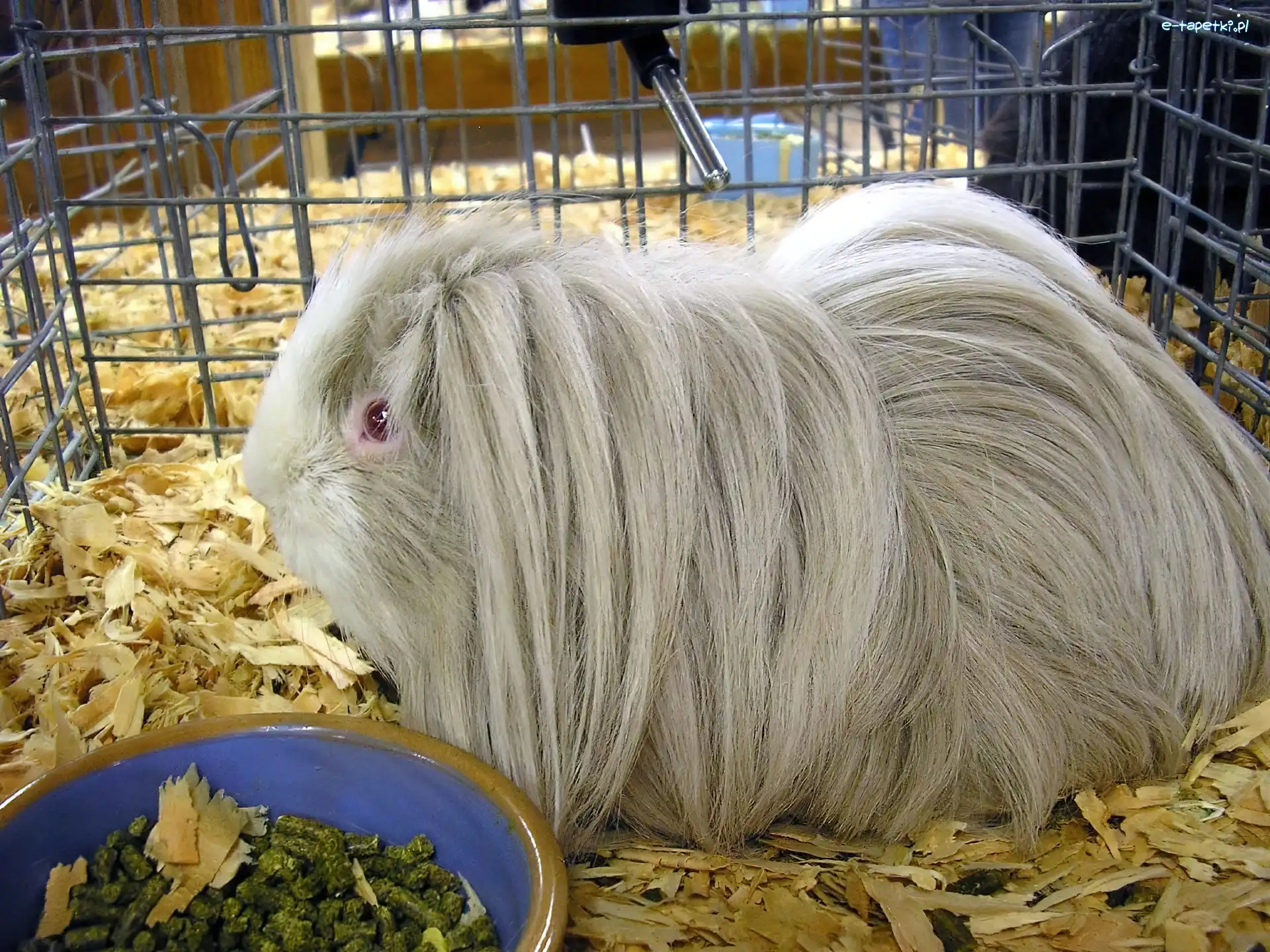 Morska, Albinos, Długowłosa, Świnka