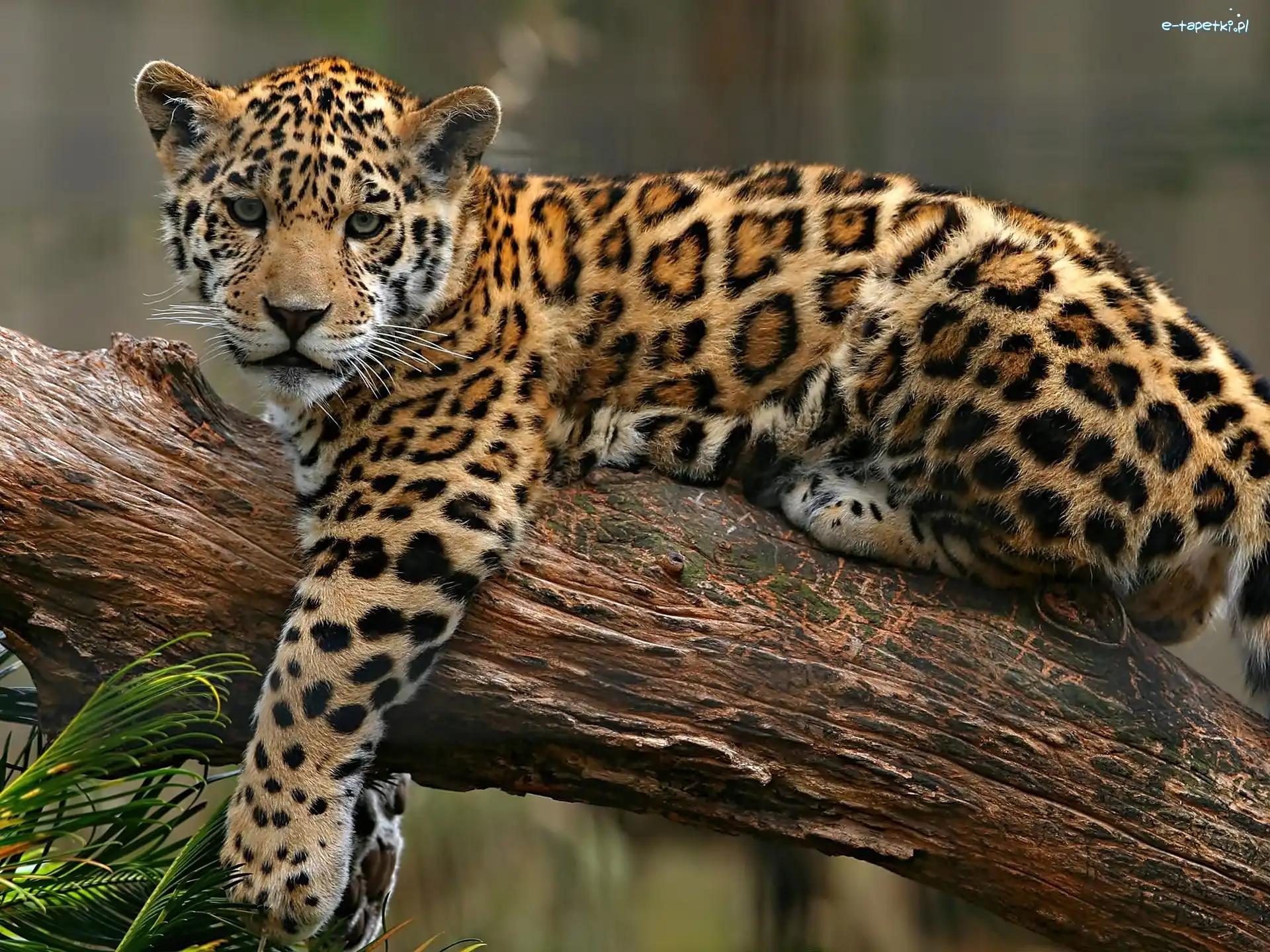 Drzewo, Jaguar