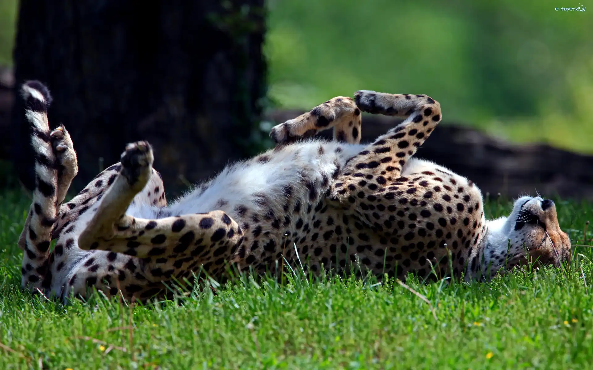 Trawa, Gepard
