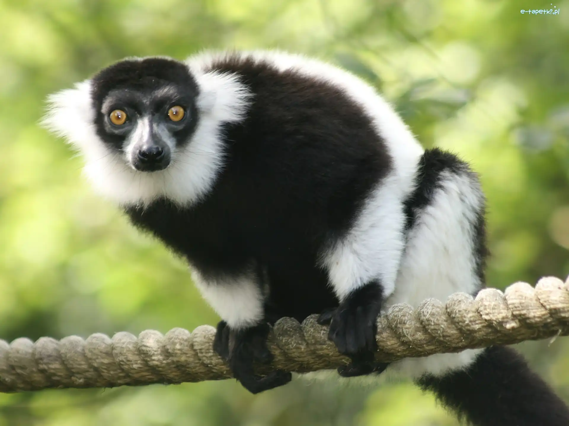 Linie, Na, Lemur
