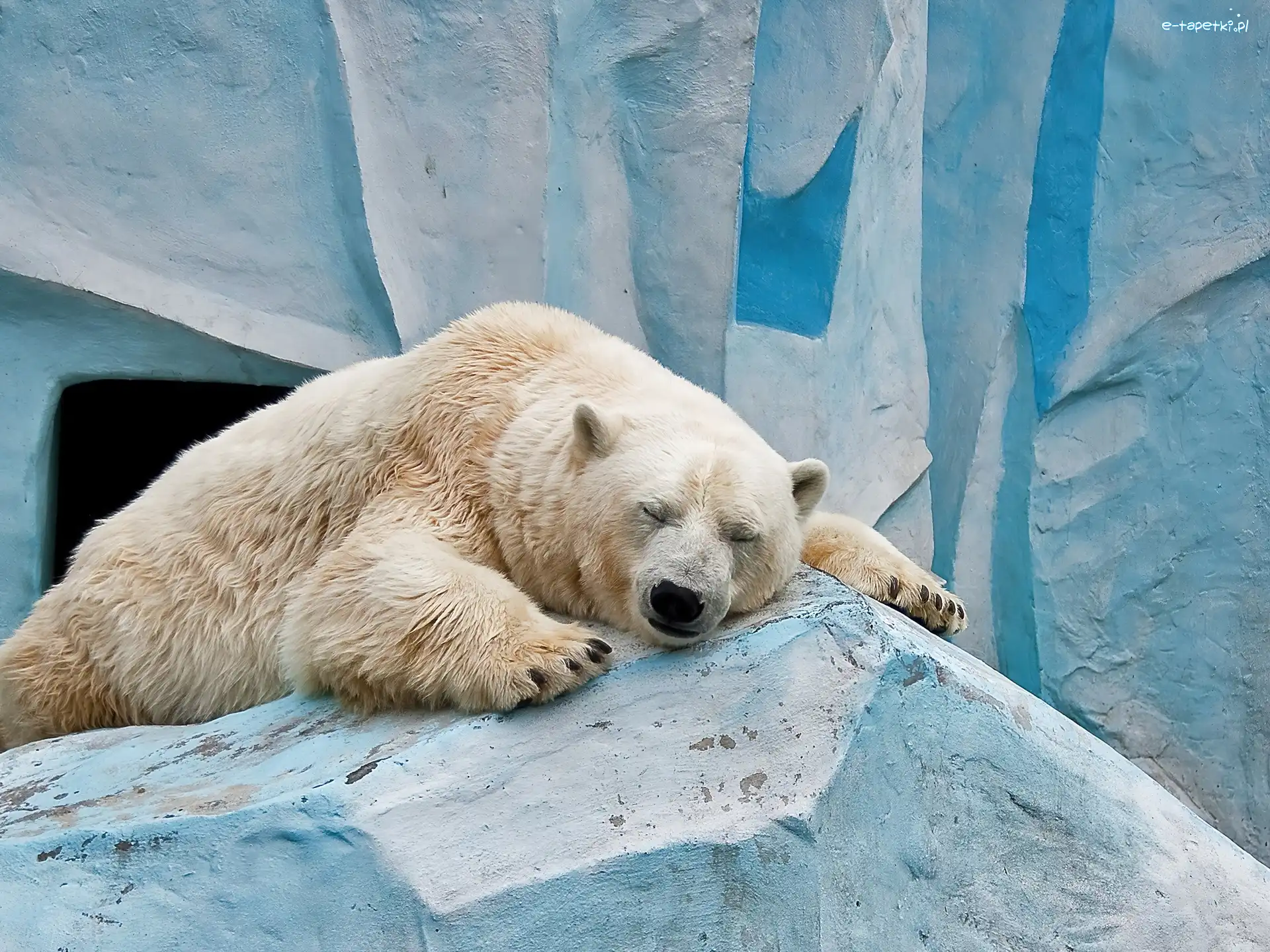 Polarny, Niedźwiedź
