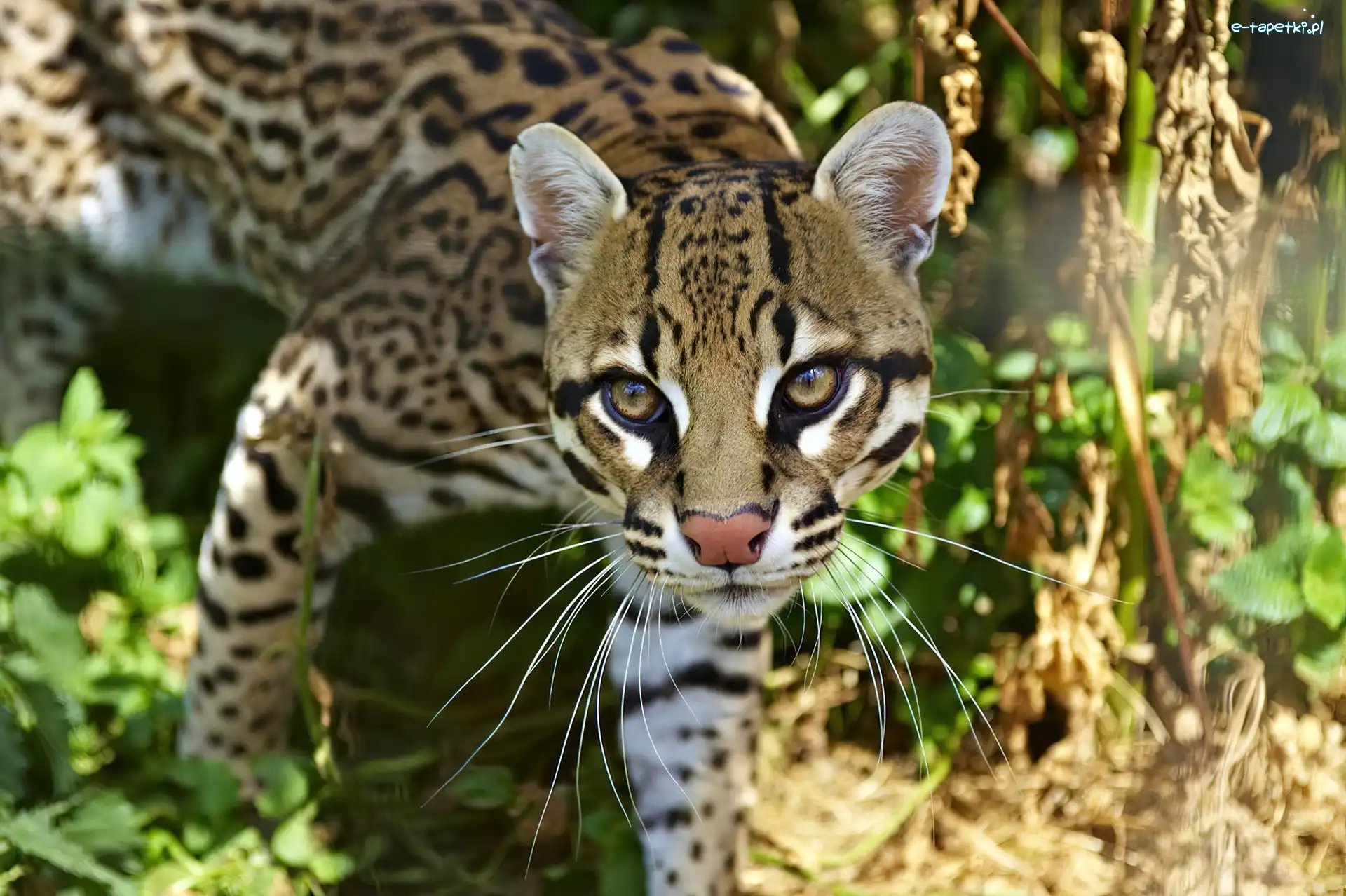 Zieleń, Ocelot