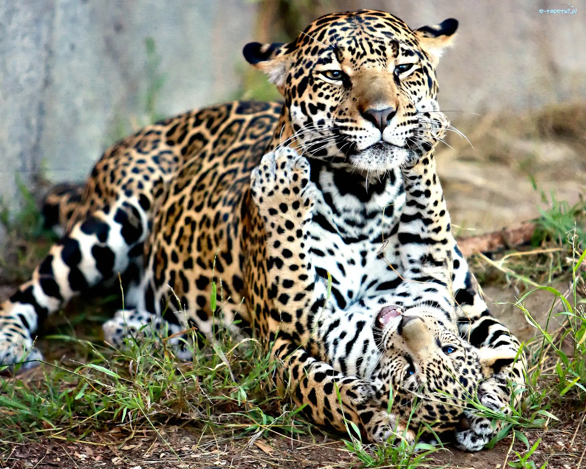 Zabawa, Jaguary